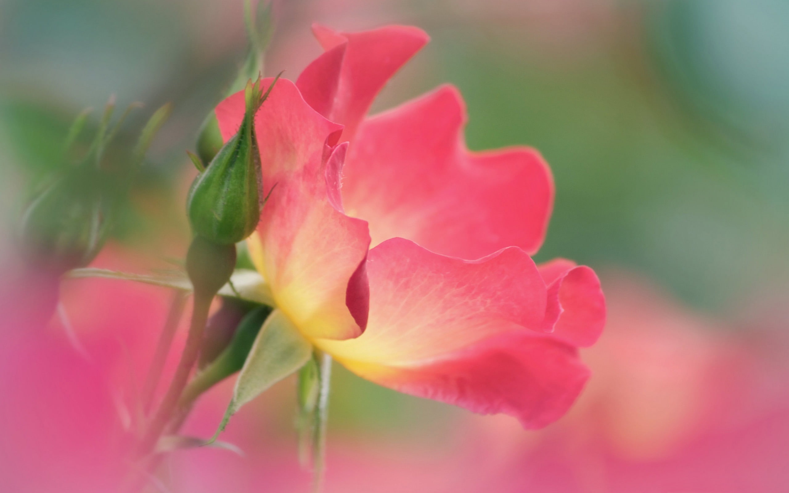 close-up, photography, flowering plant, 2K, outdoors, petal, flower head, rose, flower, growth, inflorescence, beauty in nature, freshness, wallpape, saying, HD Wallpaper