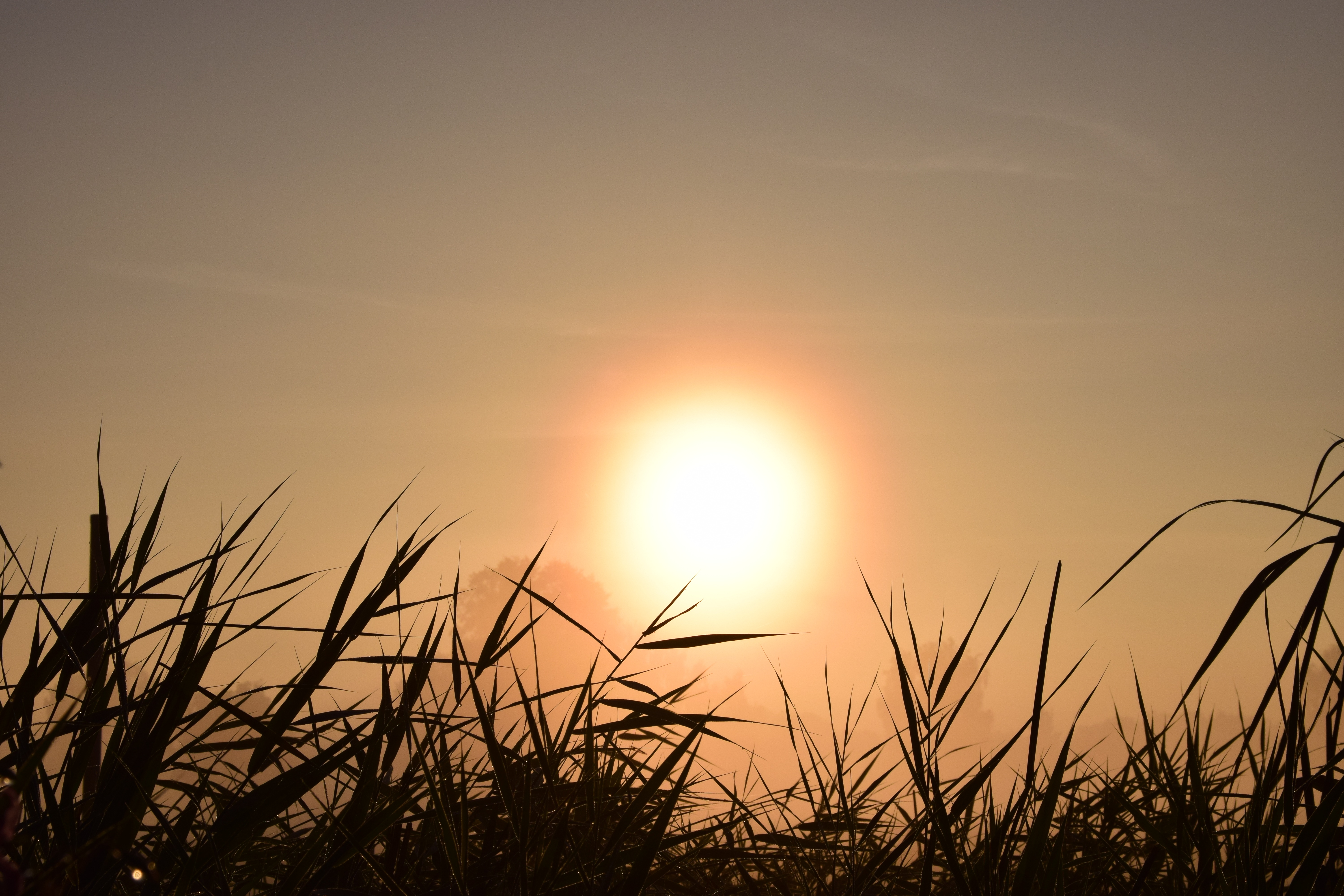 idyllic, autumn, sunset, nature, bright, farewell, background, sunlight, plant, orange color, 5K, mourning, scenics - nature, light, tranquil scene, melancholy, HD Wallpaper