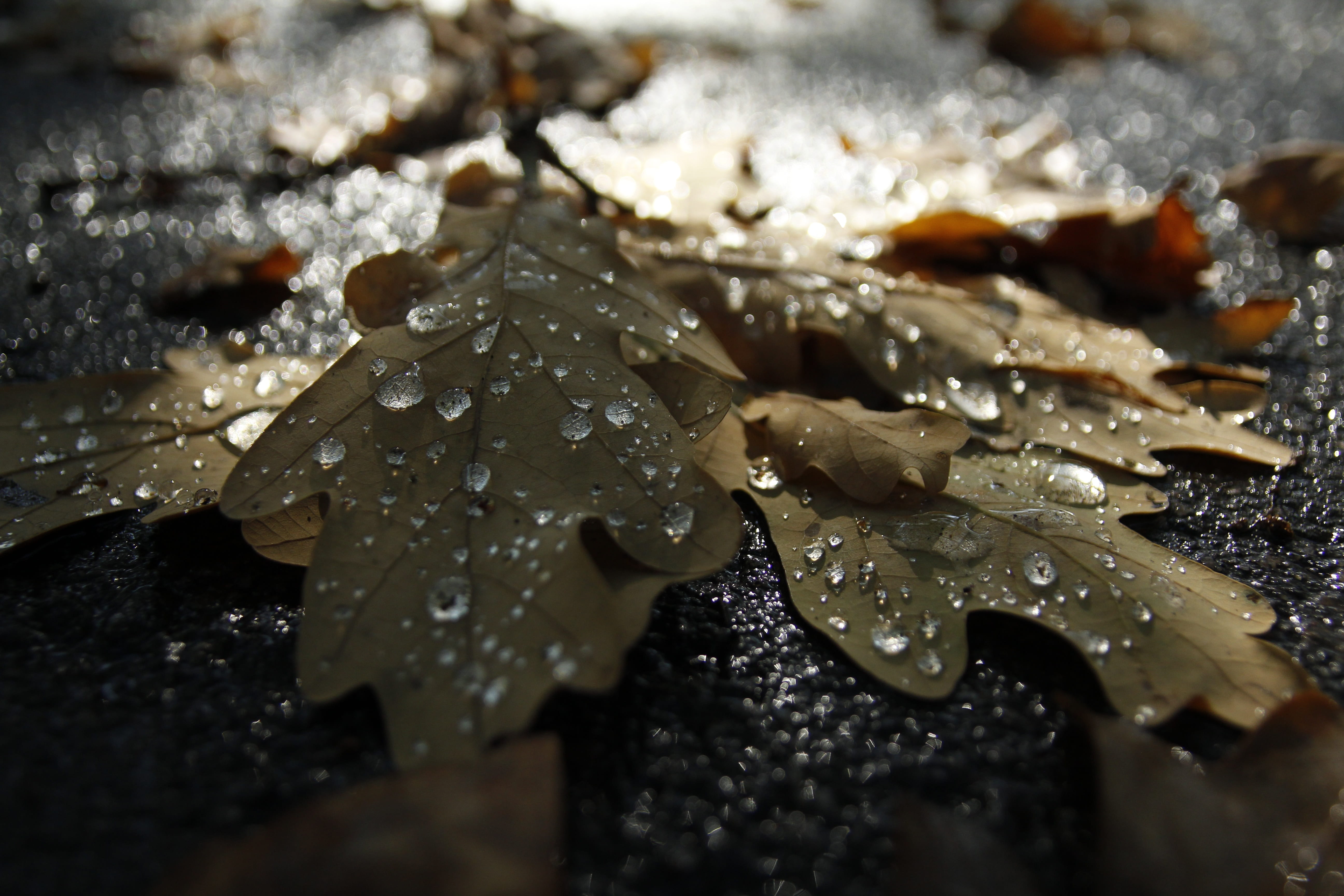 ice, farewell, leaves, nature, outdoors, wet, rain, no people, drop, day, rainy season, droplets, winter, sorrow, dry leaves, plant, withered, raindrop, HD Wallpaper