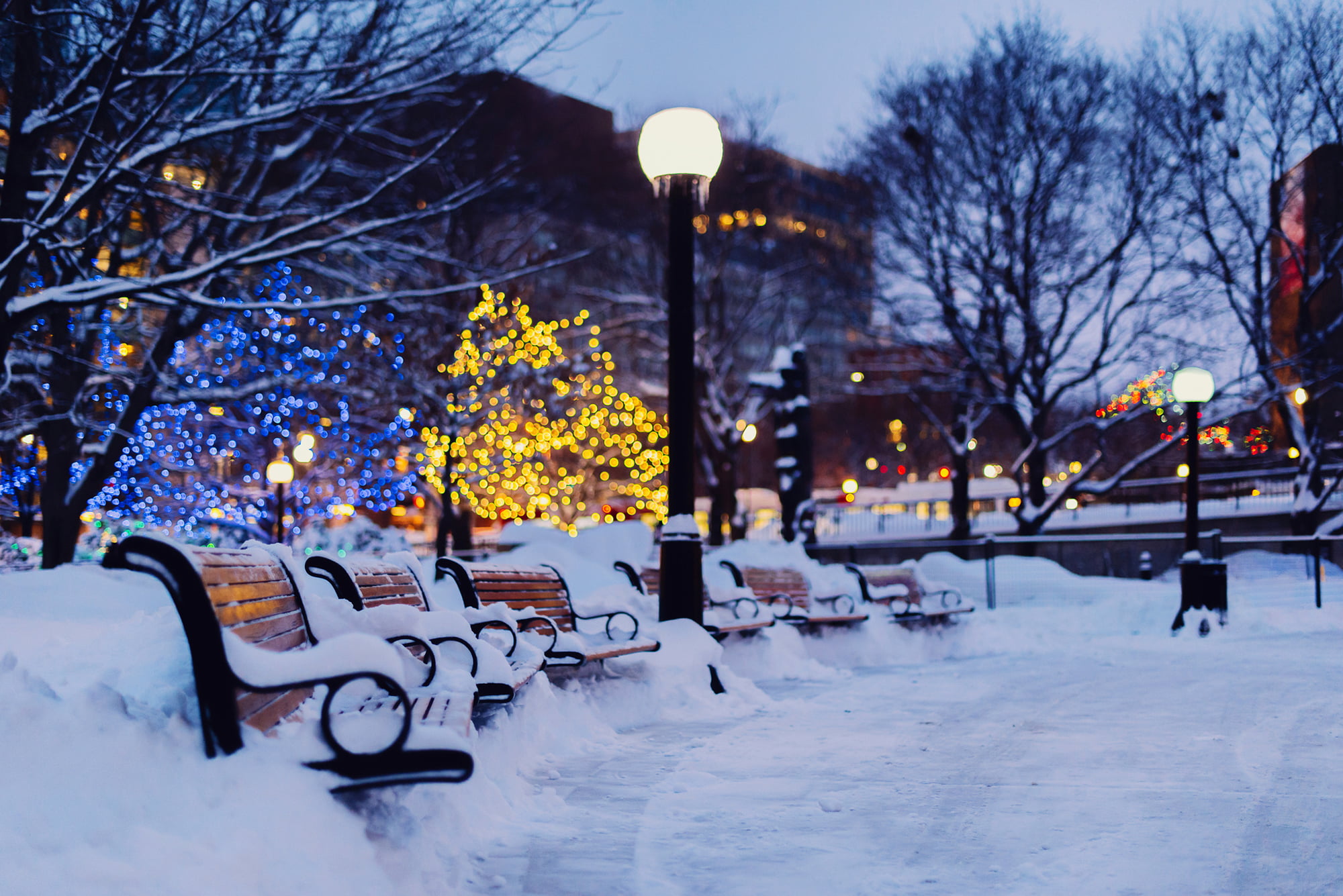 city, the evening, covering, manhattan - New York City, street Light, the city, park - Man Made Space, bench, town, bare tree, white color, urban Scene, HD Wallpaper