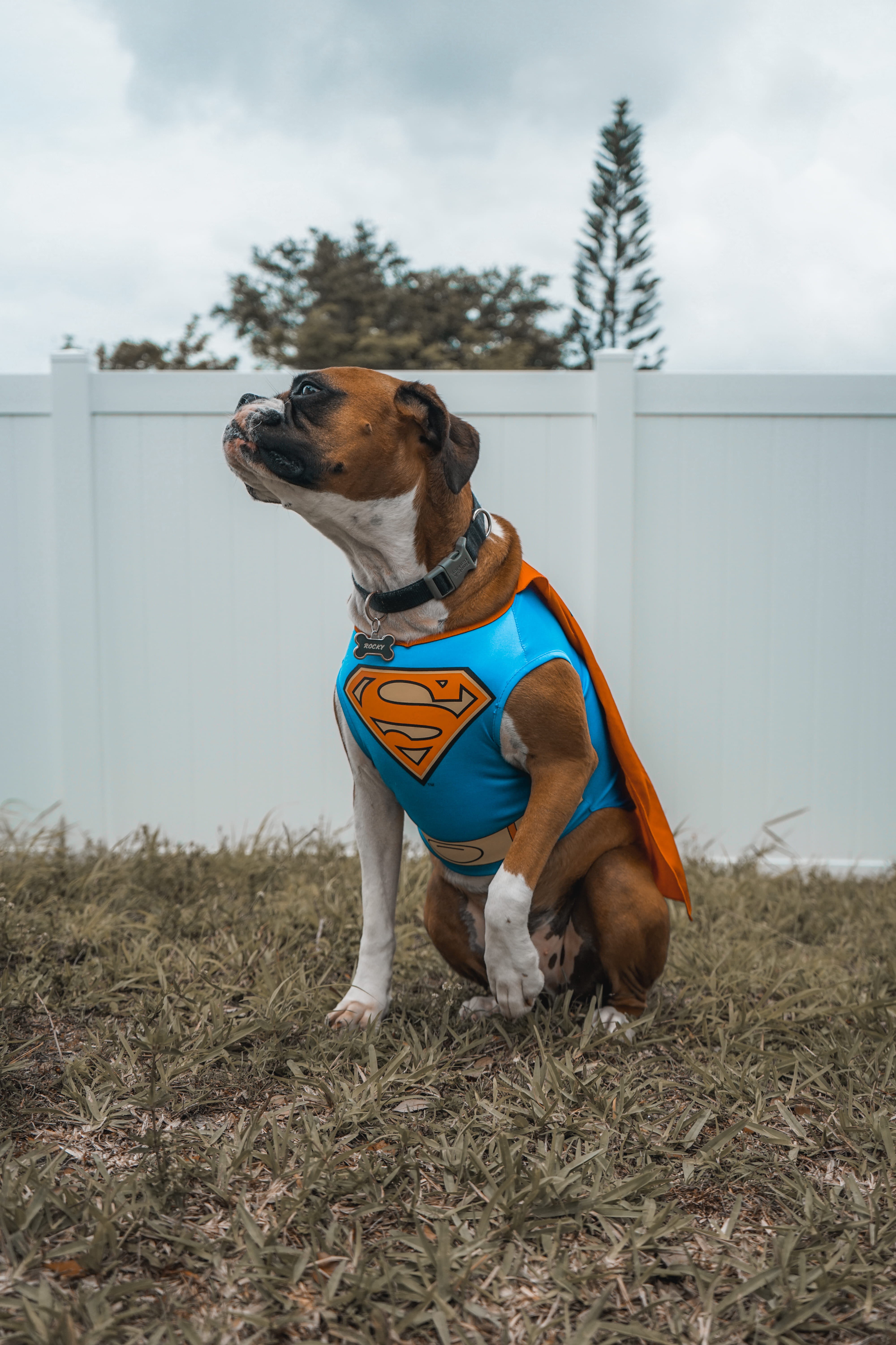 fun, furry, brown, puppy, pet Collar, domestic Animals, one Animal, nature, friendship, superman, pets, purebred Dog, costume, canine, boxer, pet, outdoors, Phone HD Wallpaper