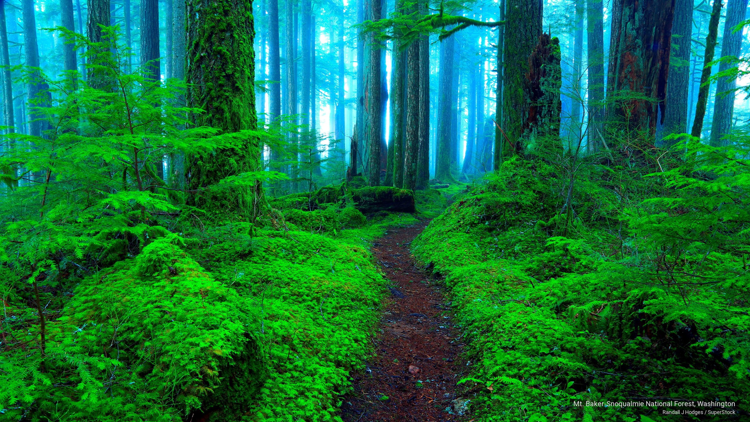 national, washington, mt, baker, snoqualmie, Nature, forest, 2K, HD Wallpaper