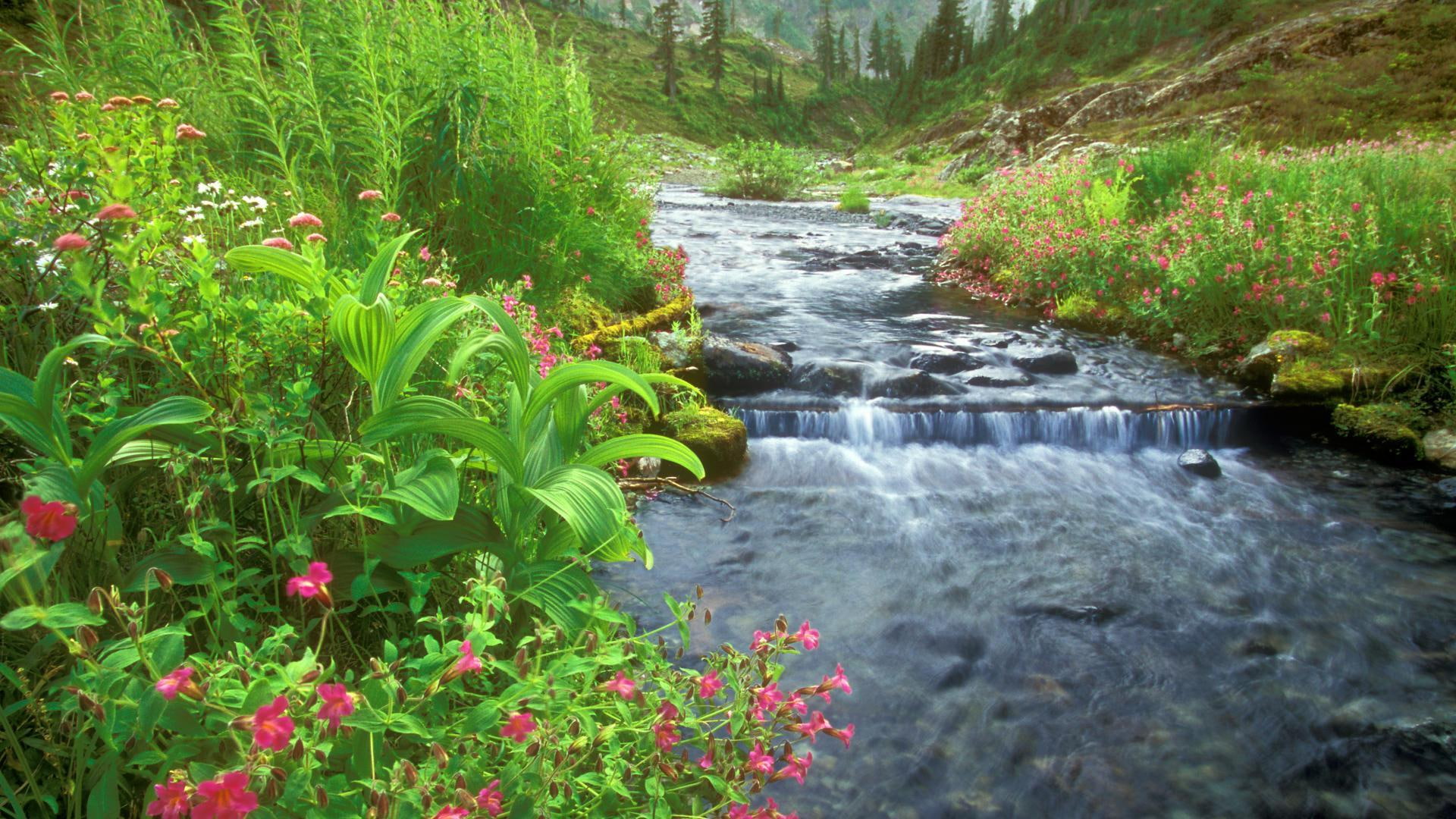 mountain, cascade, baker, creek, washington, mount, nature and landscapes, 1080P, bagley, flowers, HD Wallpaper