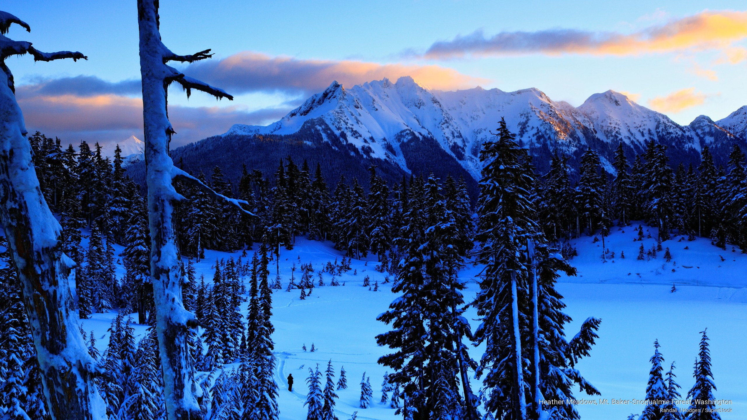 washington, mt, 2K, meadows, snoqualmie, baker, heather, Winter, forest, HD Wallpaper