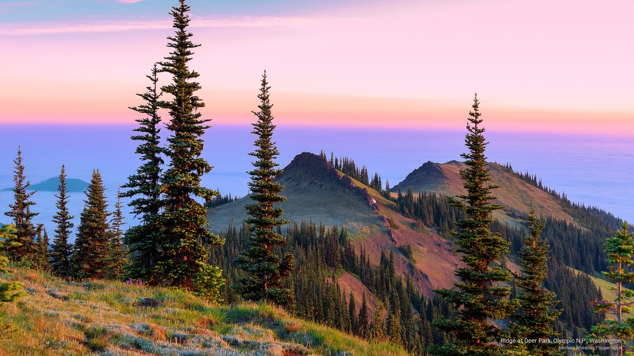 washington, n, deer, p, olympic, park, 2K, ridge, Mountains, HD Wallpaper