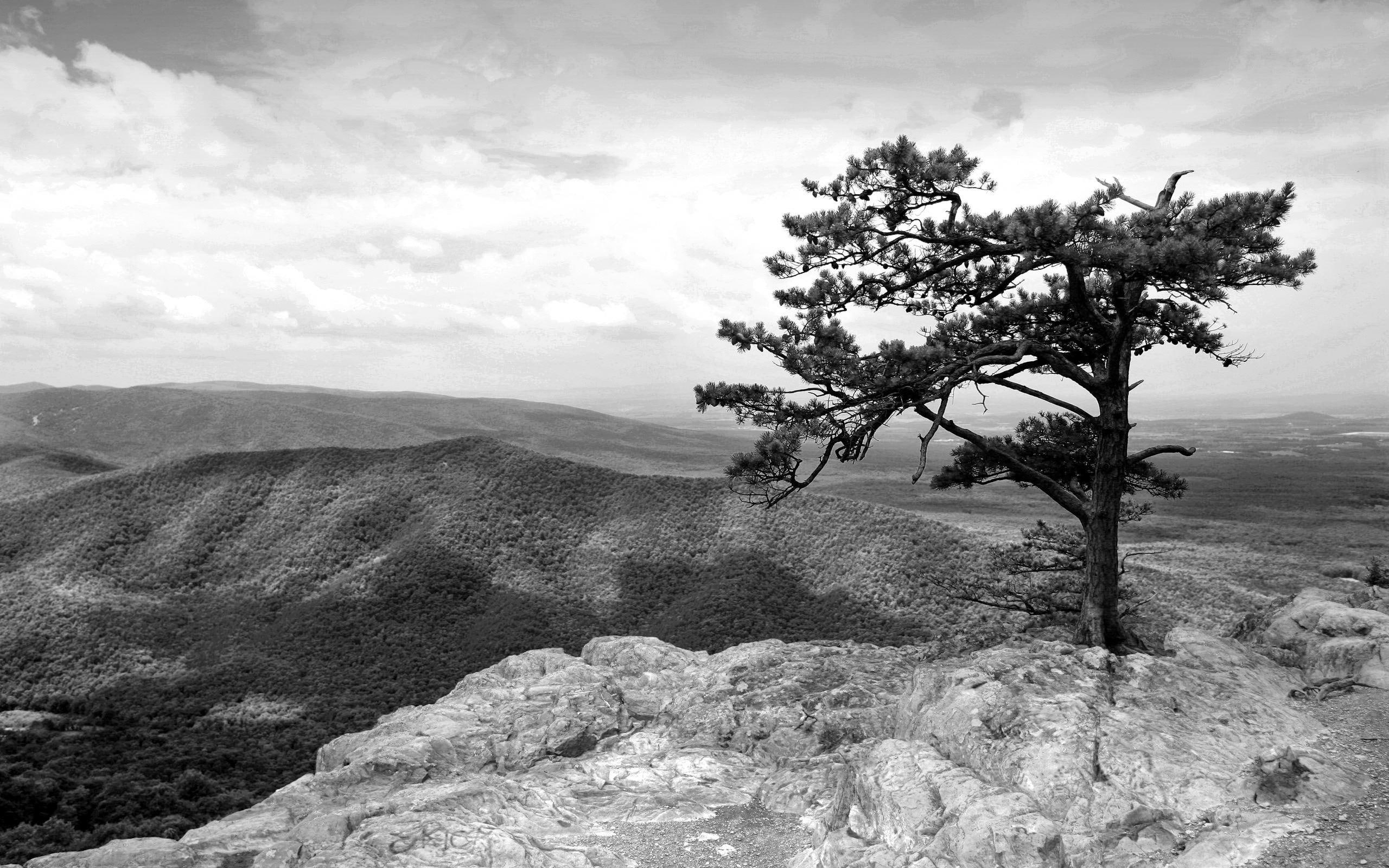 tree, blue, 2K, mountain, 3d and abstract, nature, white, black, ridge, mountains, HD Wallpaper