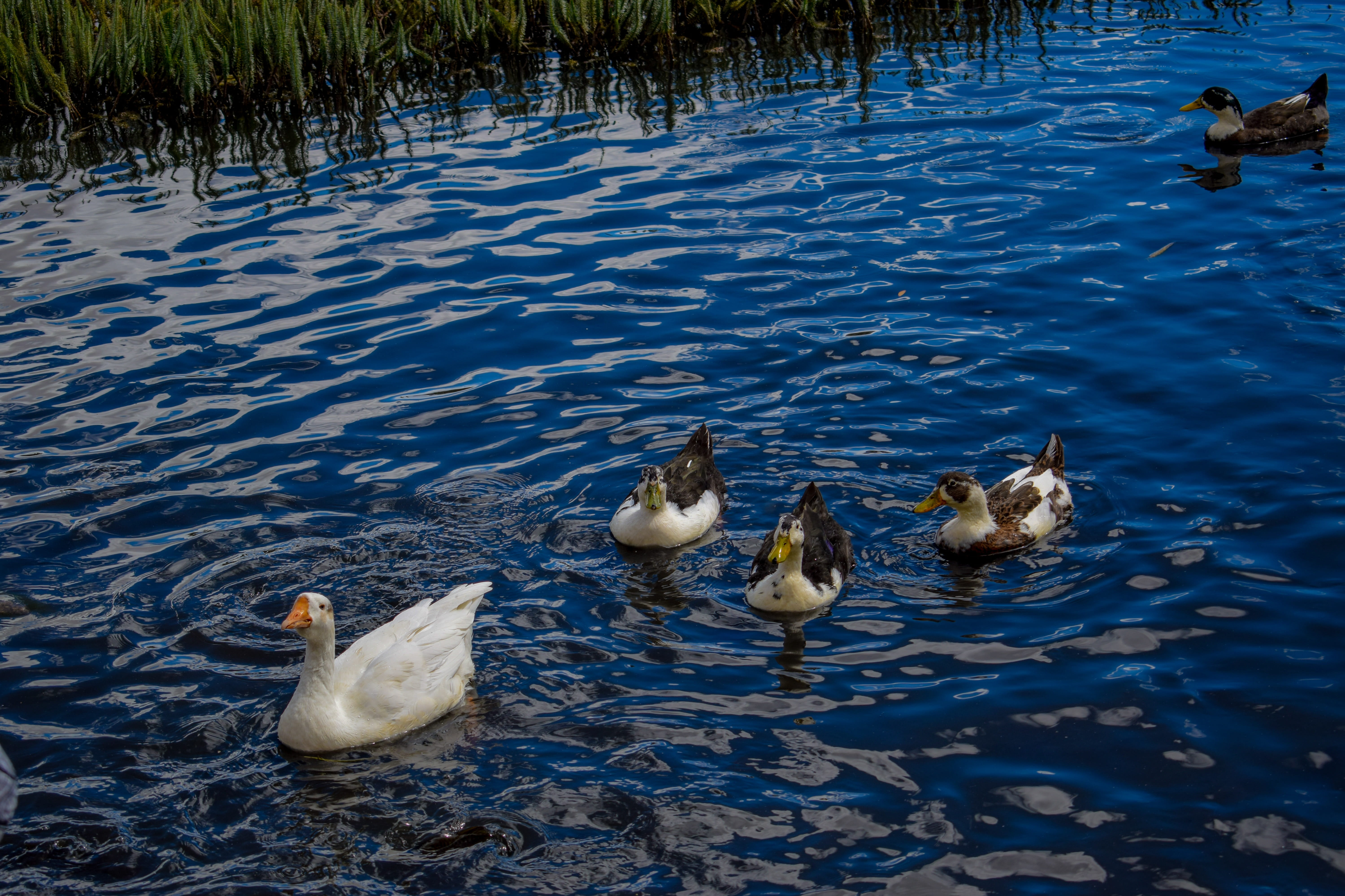 day, cygnet, kashmir, travel, swimming, river, tourism, himalaya, animals in the wild, gosling, water, no people, group of animals, nature, ladakh, leh, HD Wallpaper