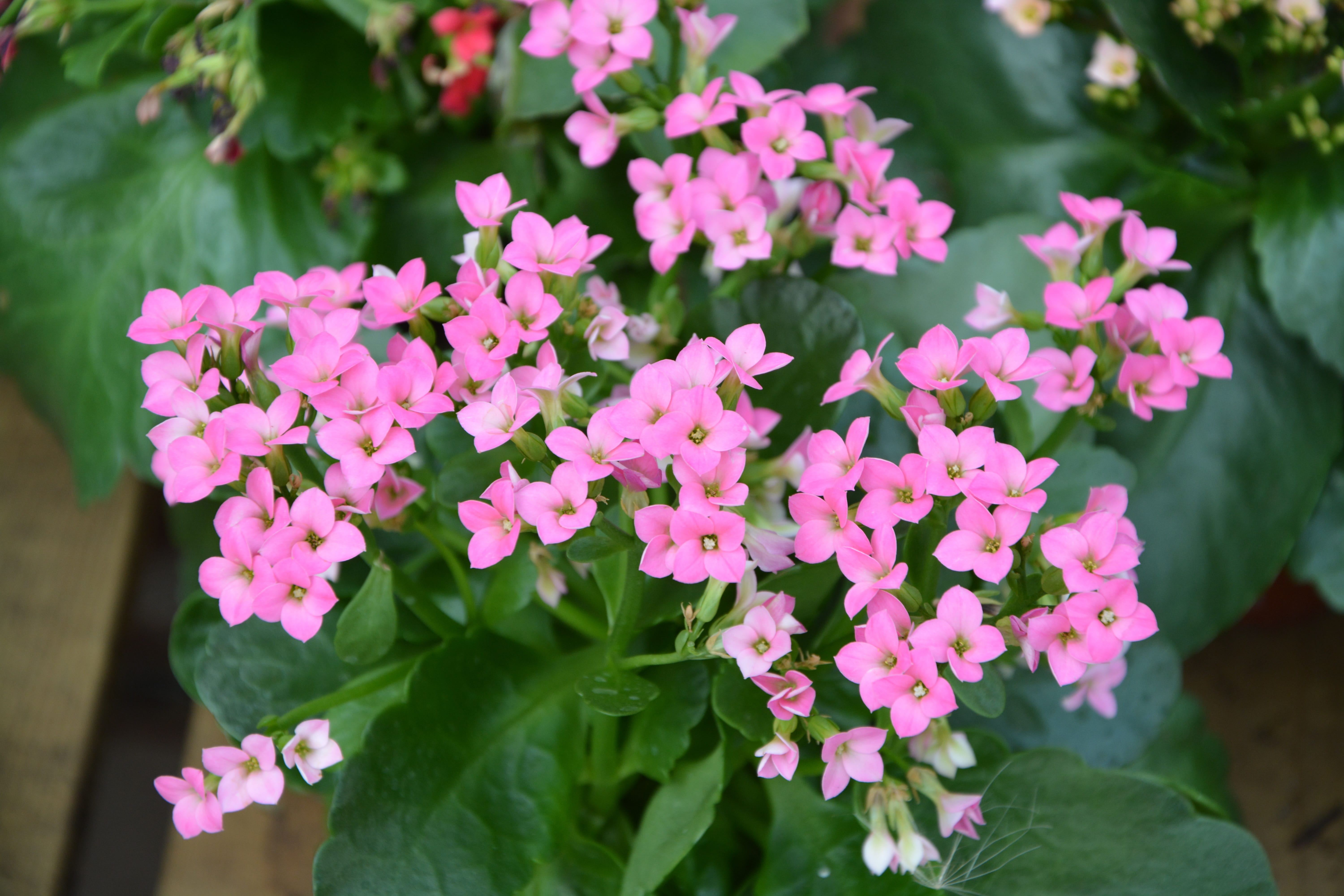 springtime, inflorescence, flower arrangement, growth, pretty, flowers pink kalanchoe, day, lilac, fragility, massif, plant part, plant, freshness, outdoors, HD Wallpaper