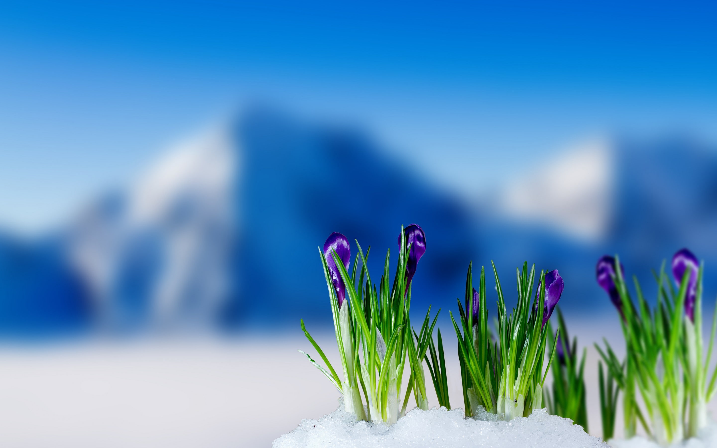 purple, spring, 2K, Mountain, snow, flowers, crocus, HD Wallpaper