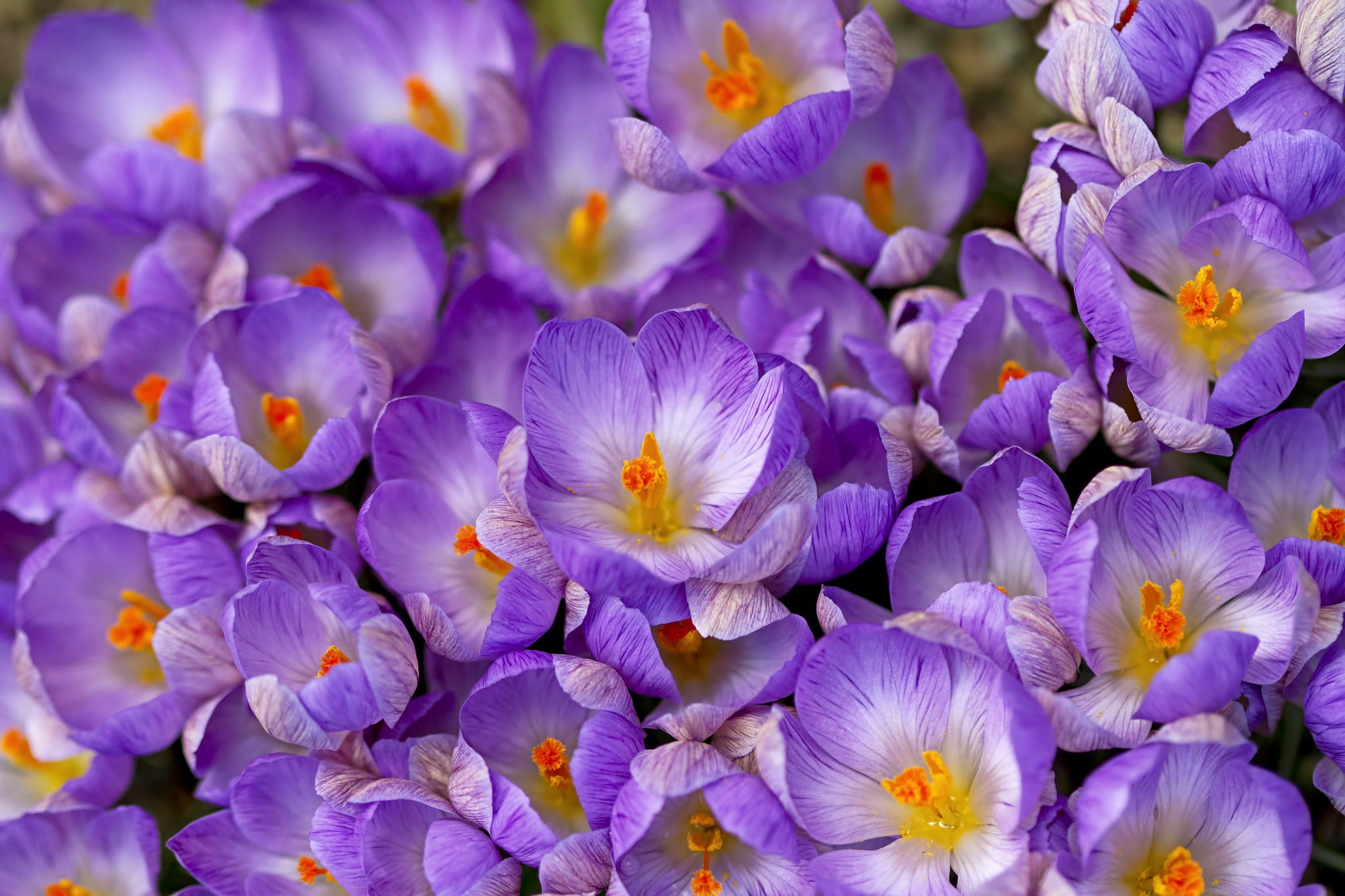 spring, saffron, crocus, 1080P, HD Wallpaper