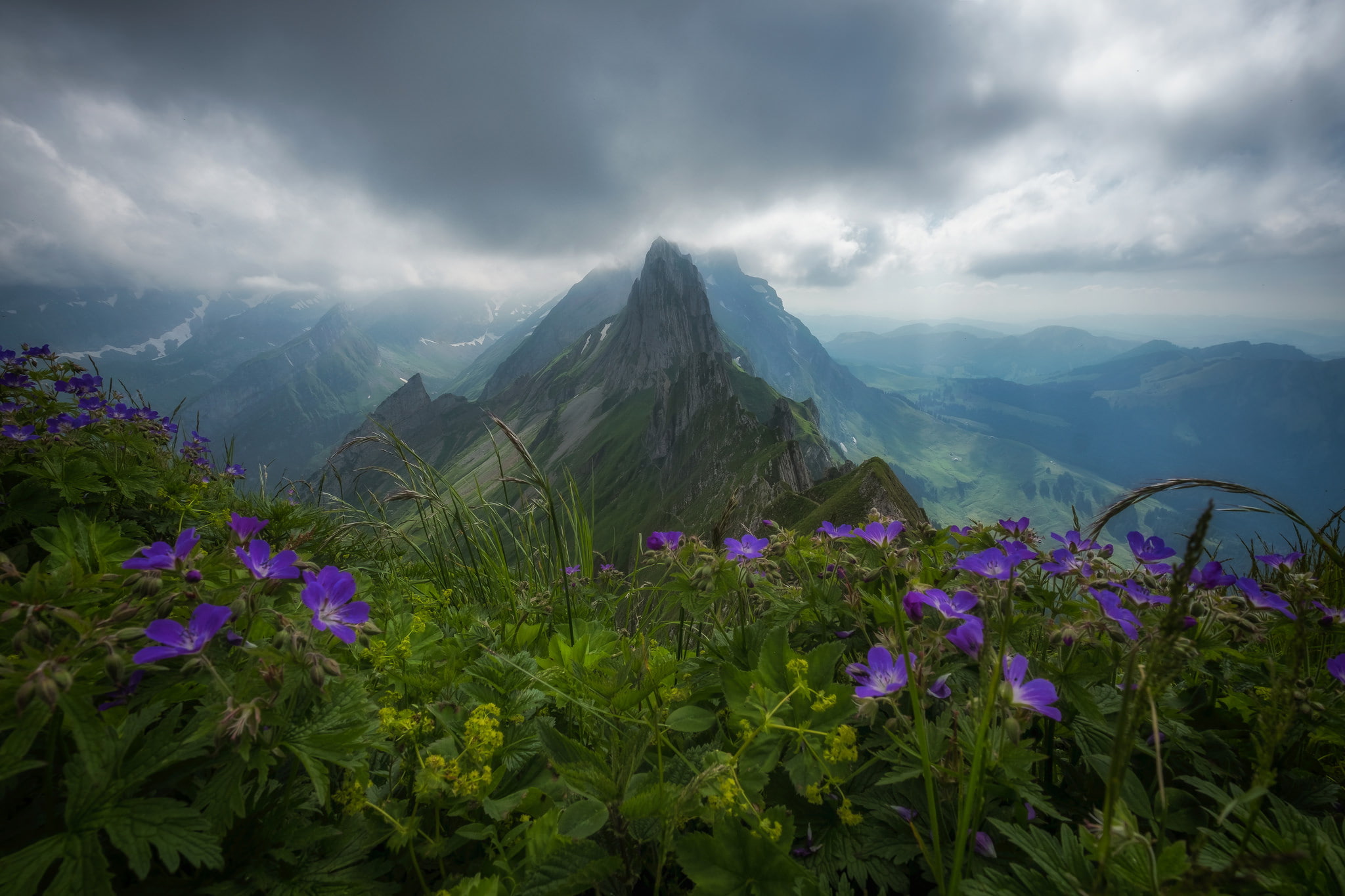 Alps, panorama, mountains, top, flowers, Alpstein massif, 1080P, Switzerland, the mountain range of Alpstein, Appenzell Alps, HD Wallpaper