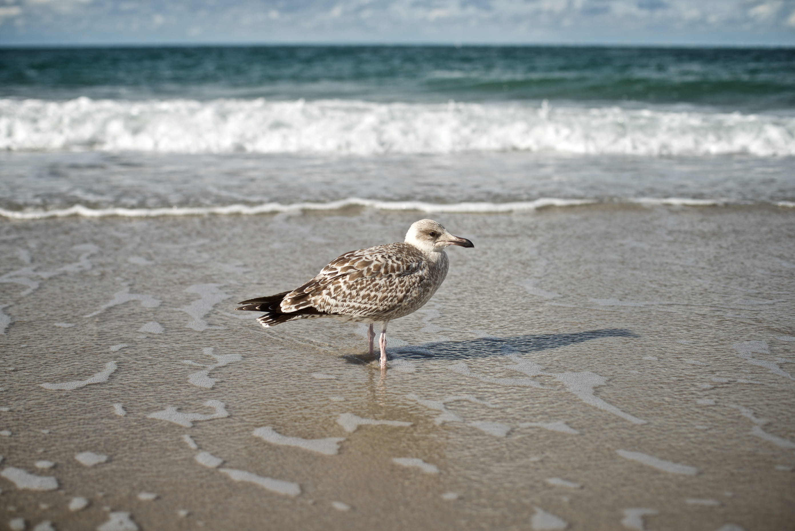 animal, helgoland, bird, motion, no people, perching, seagull, 2K, beach, flugplatz helgoland, sea, animal themes, vertebrate, water, nature, one animal, HD Wallpaper