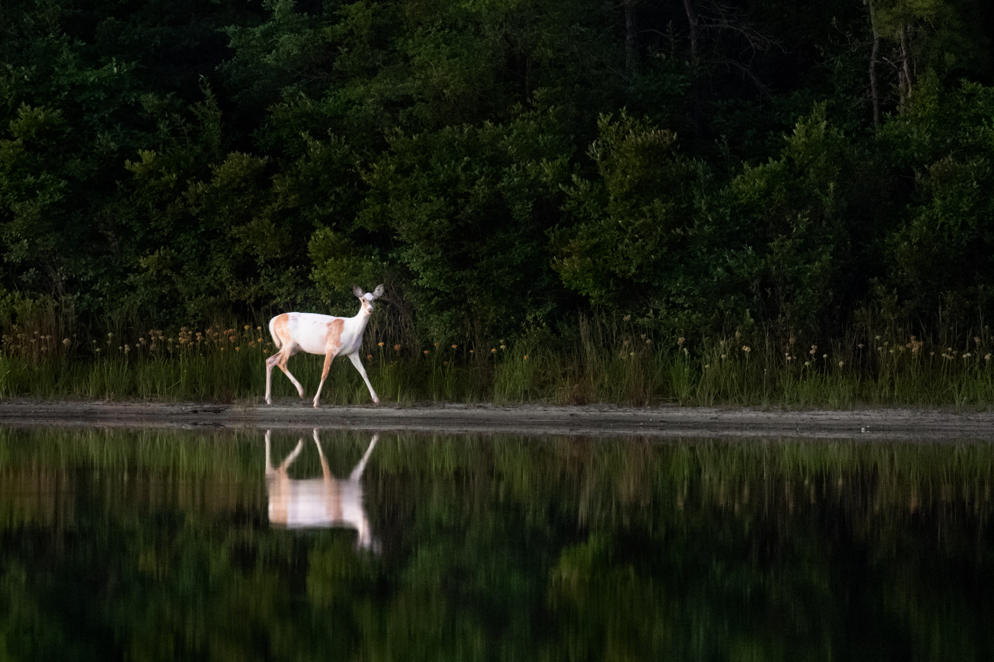 beside, lake, rural Scene, grass, brown, mammal, body, beauty In Nature, landscape, sand bar, near, sandbar, summer, walking, wildlife, tree, dark, reflection, HD Wallpaper