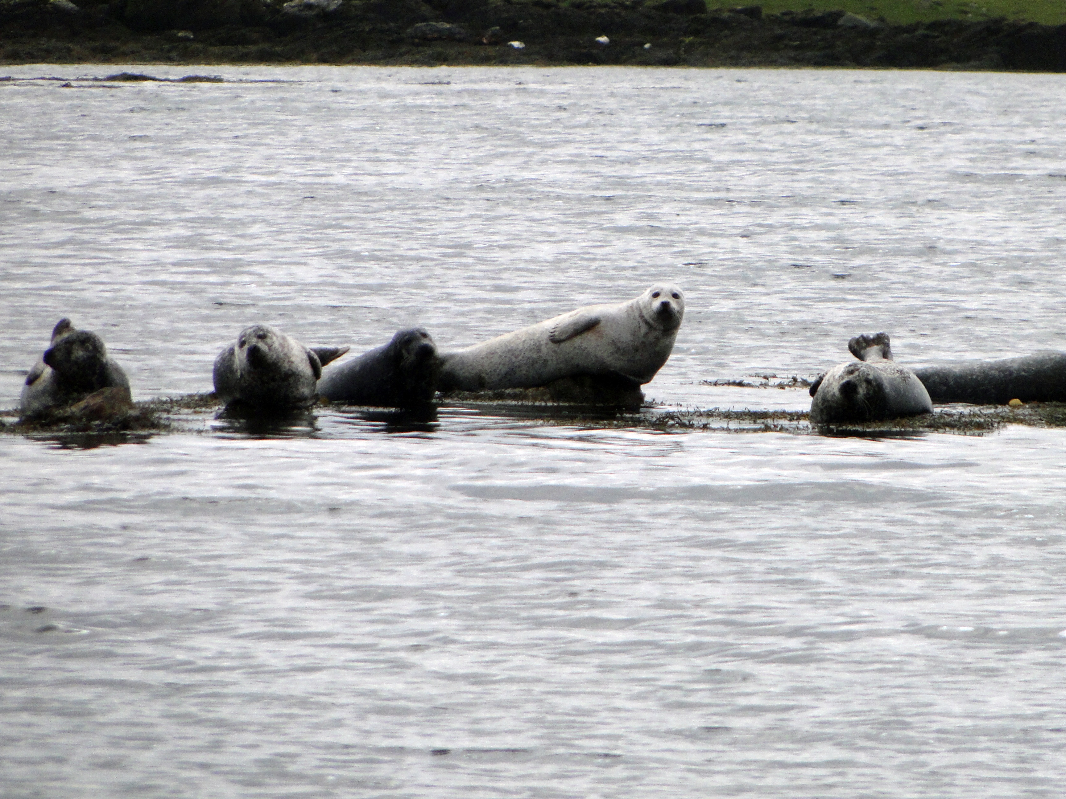 seals, animal themes, marine, rock, family, day, outdoors, nature, swimming, four animals, aquatic mammal, coast, animal, seal, waterfront, seal - animal, HD Wallpaper