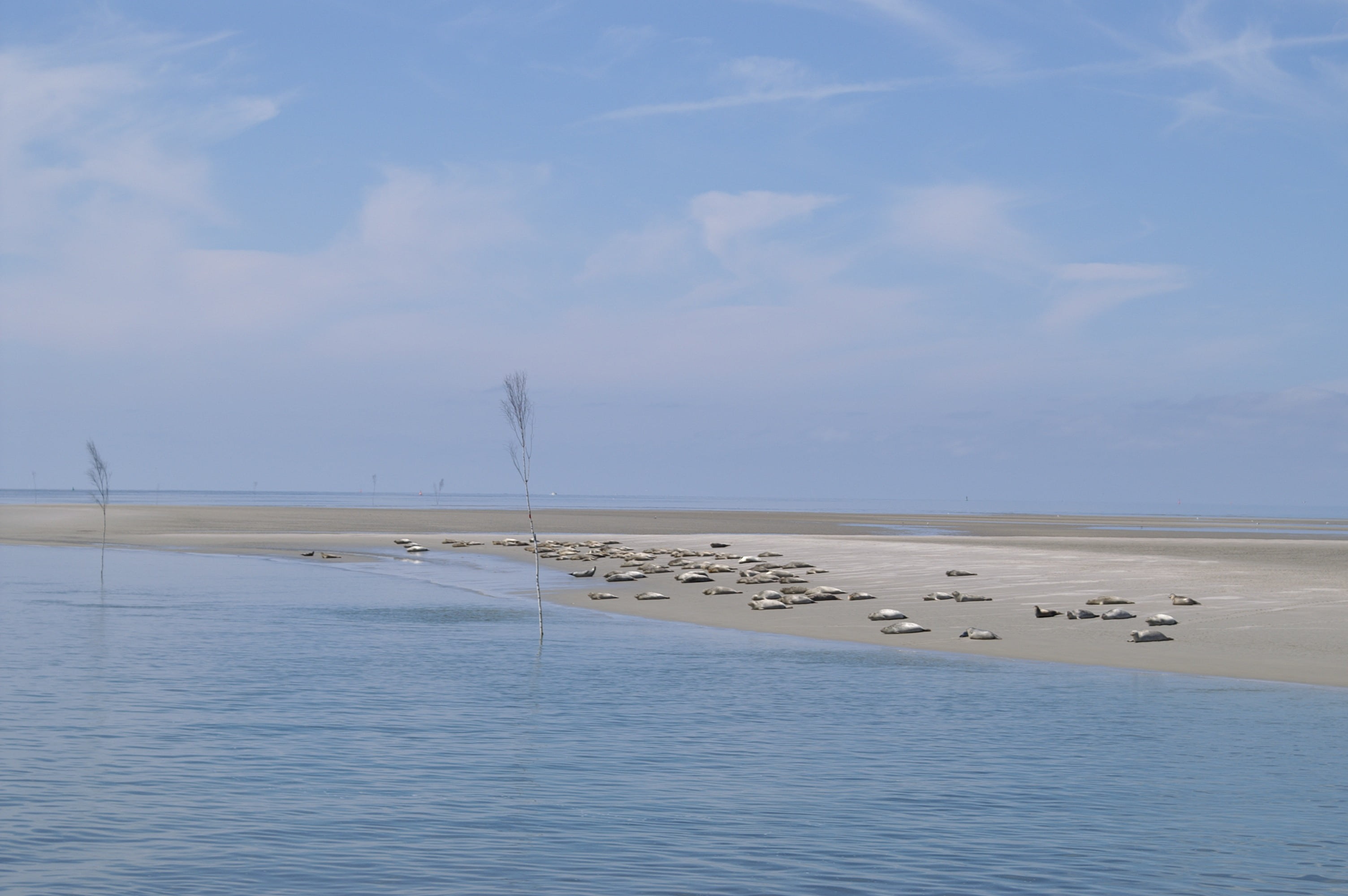 scenics - nature, horizon, horizon over water, outdoors, nordfriesland, nature, sandbar, salt flat, water, non-urban scene, beach, wadden sea, beauty in nature, HD Wallpaper