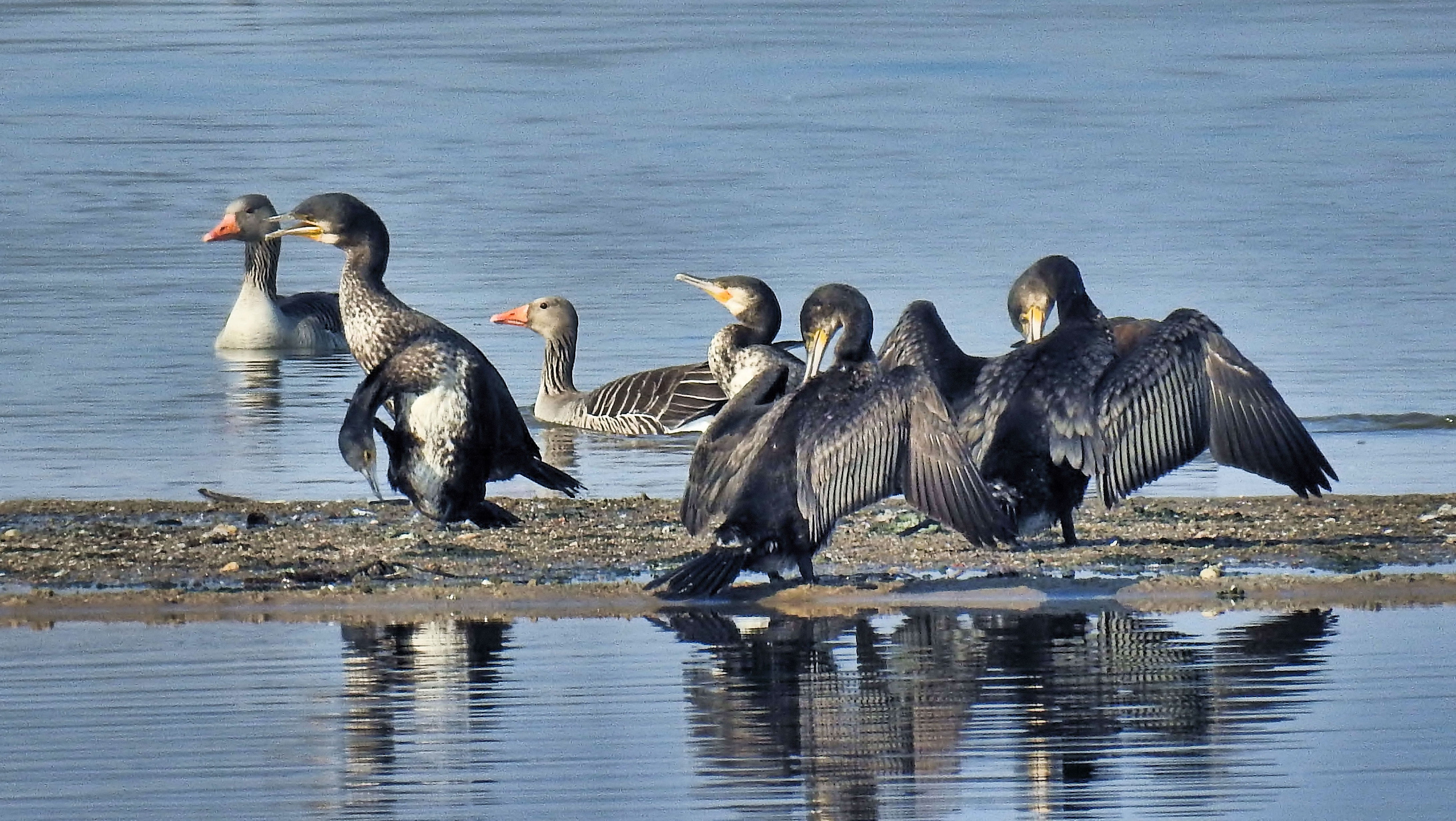 cormorant, wild geese, water, animal themes, lake, reflection, sandbar, birds, waterfowl, waterfront, plumage, no people, vertebrate, nature, day, animals in the wild, HD Wallpaper
