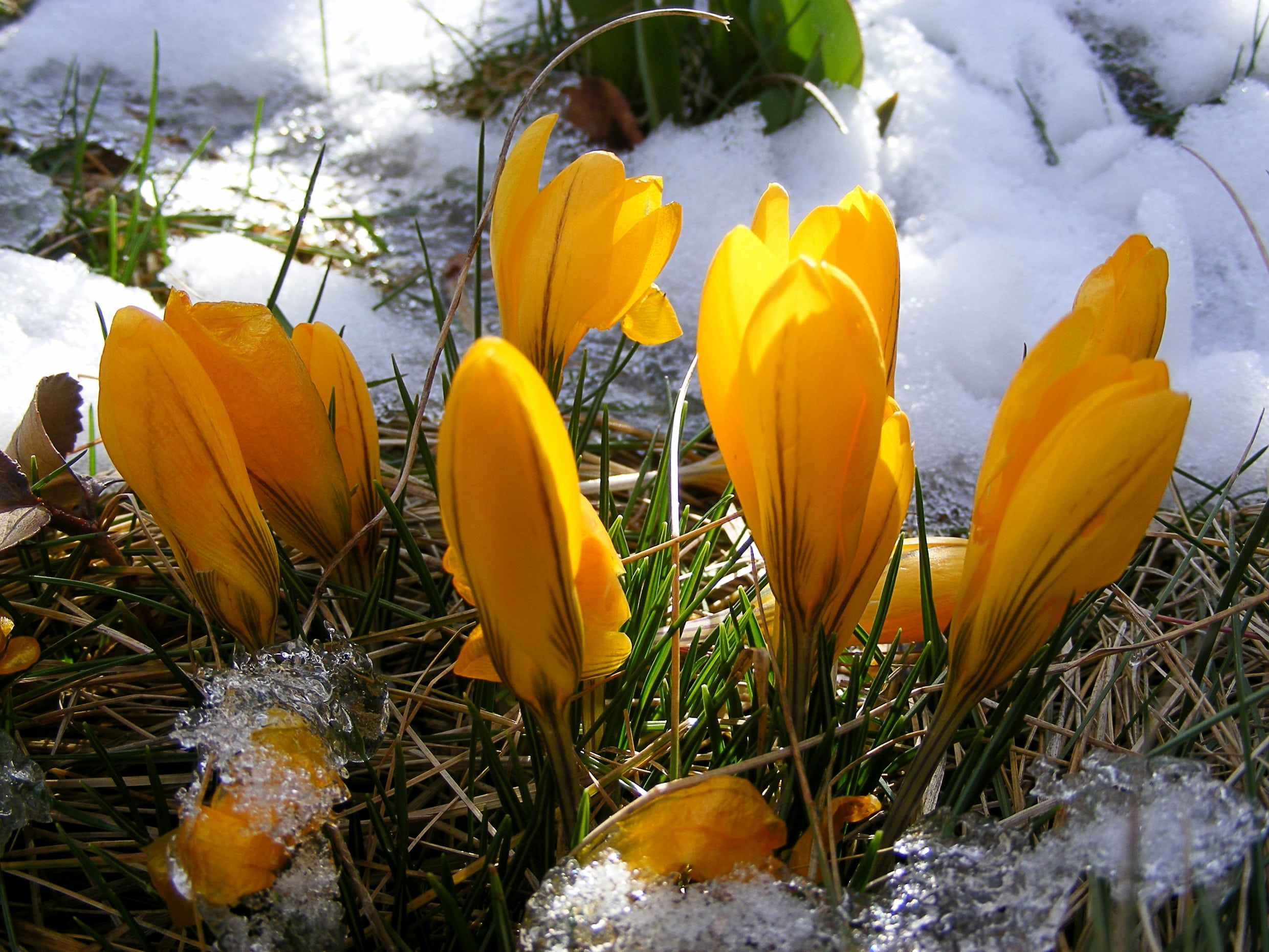 harbinger of spring, 1080P, plant, inflorescence, flower, close, no people, beauty in nature, petal, meadow, yellow, outdoors, cold temperature, petaled, HD Wallpaper