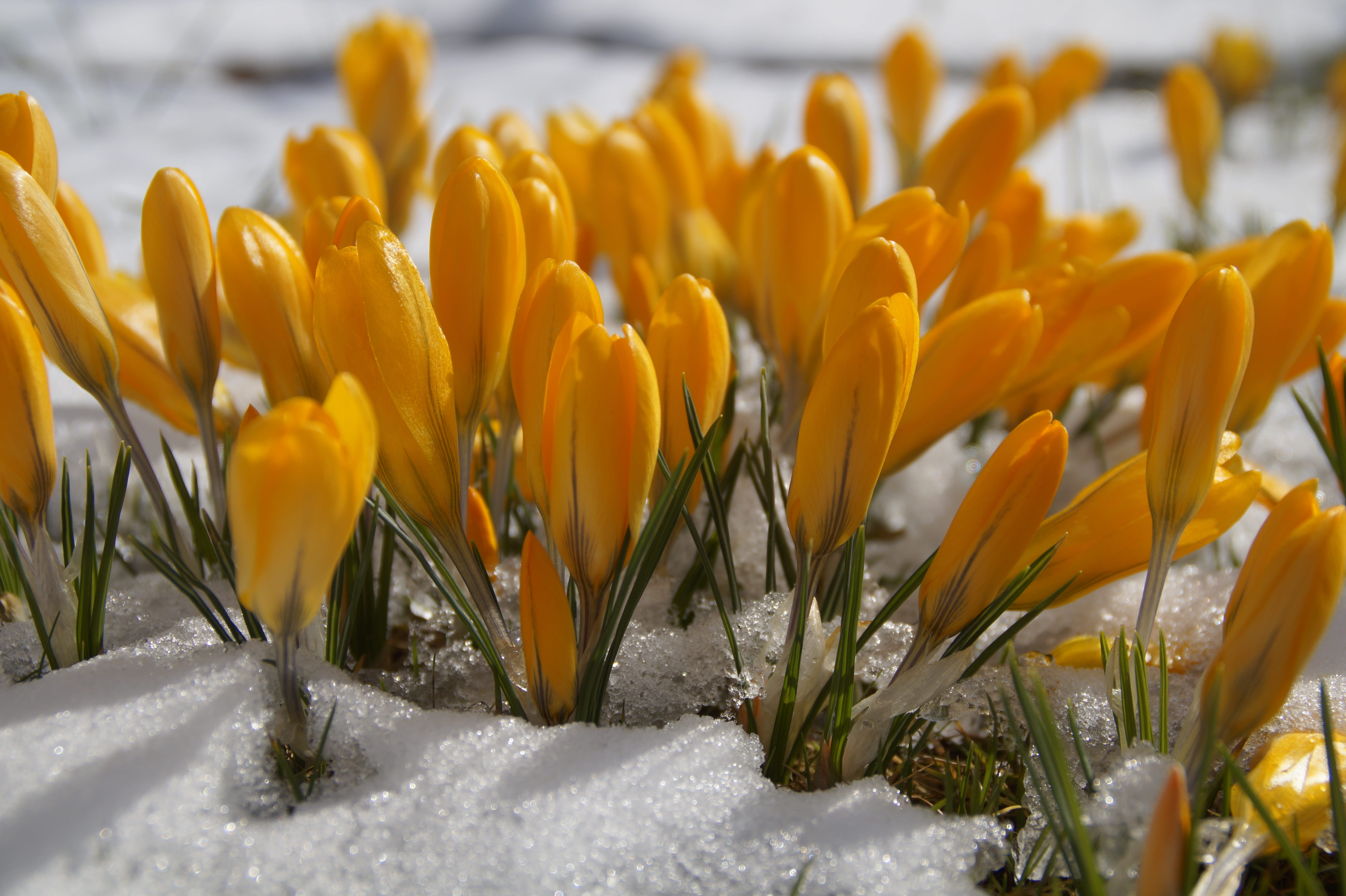 field, springtime, season, outdoors, beauty in nature, flowering plant, crocus, land, freshness, end of winter, cold temperature, vulnerability, spring awakening, HD Wallpaper