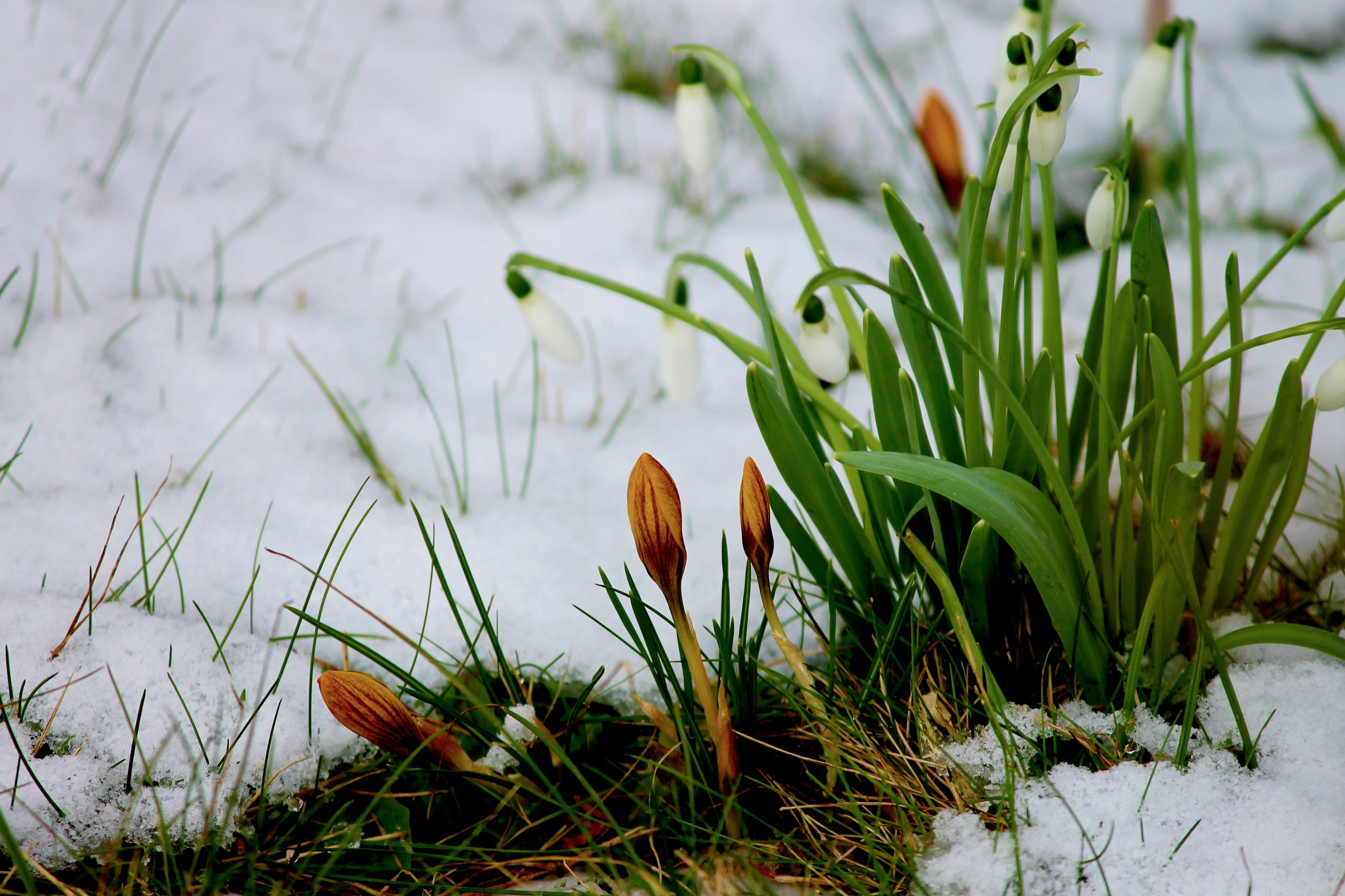 bloom, frühlingsblüher, frost, freshness, morning, spring, blade of grass, cold temperature, flowers, flowering plant, spring flowers, nature, snow, winter, HD Wallpaper