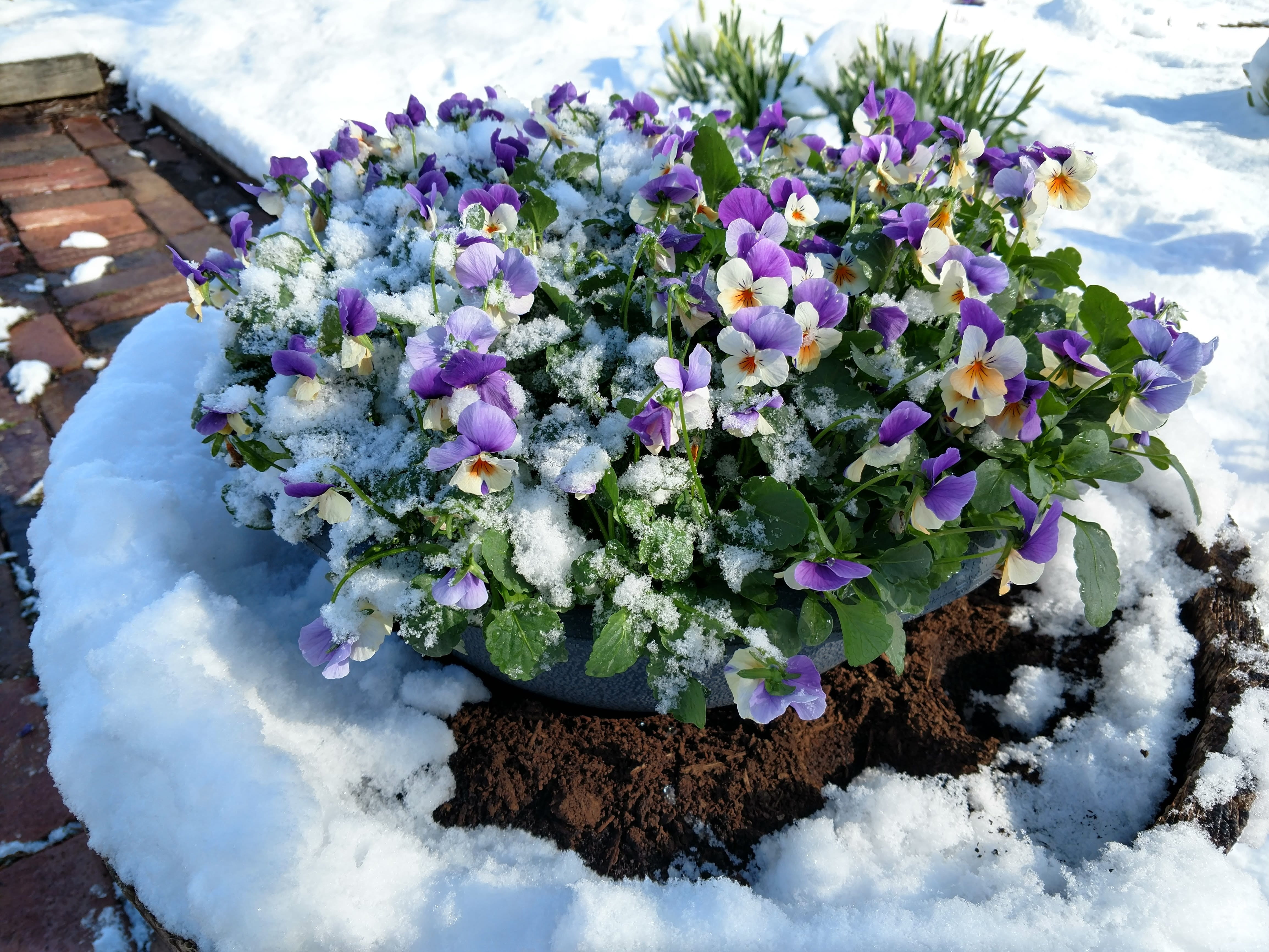 early, day, green, nature, flora, petal, vulnerability, no people, contrast, leaf, fresh, planter, natural, plant, hope, potted plant, snow, 4K, flower pot, HD Wallpaper