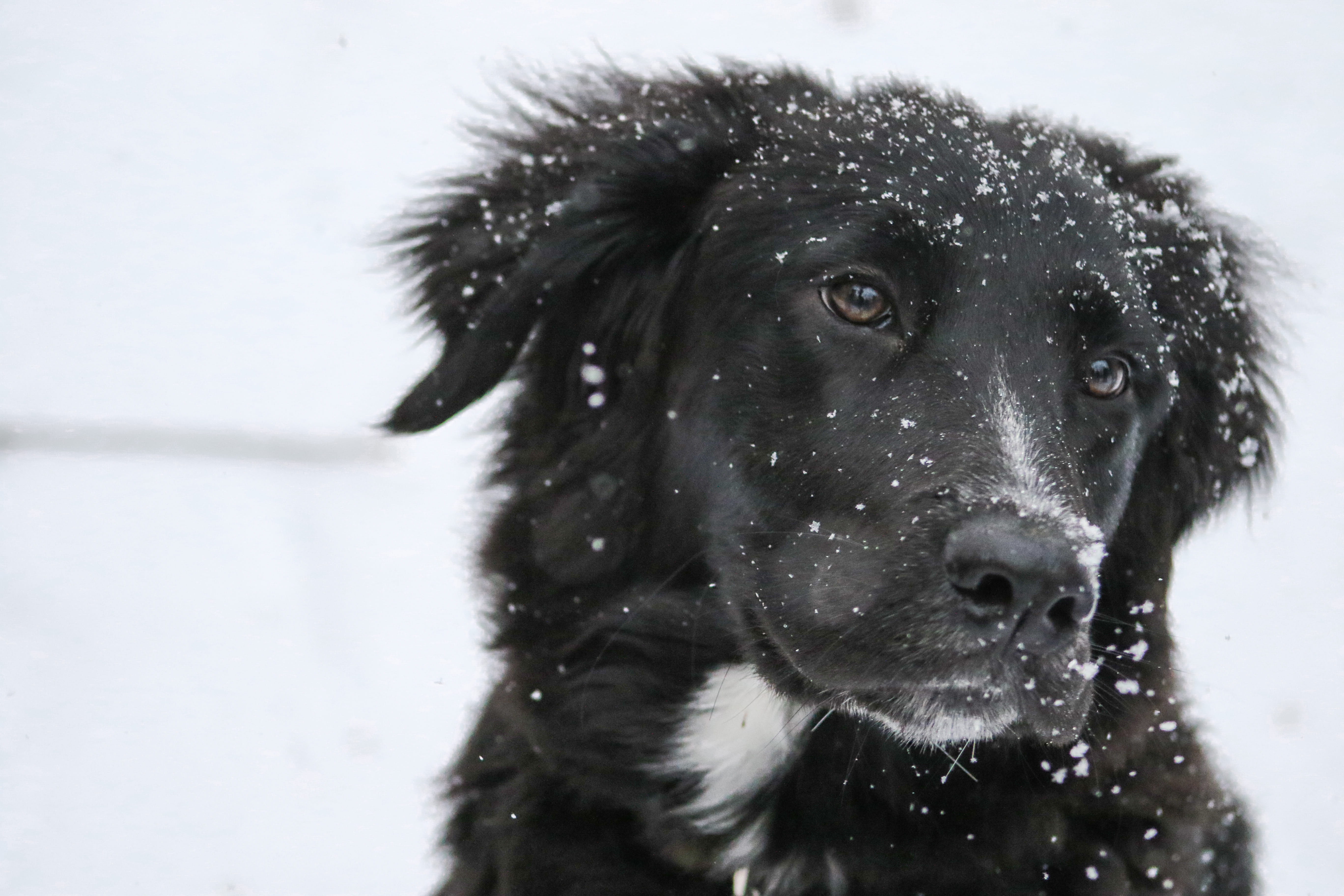 friend, pet, face, focus on foreground, early snow, animal themes, close-up, animal, shallow, black dog, animal head, photography, black, day, frost, mammal, HD Wallpaper