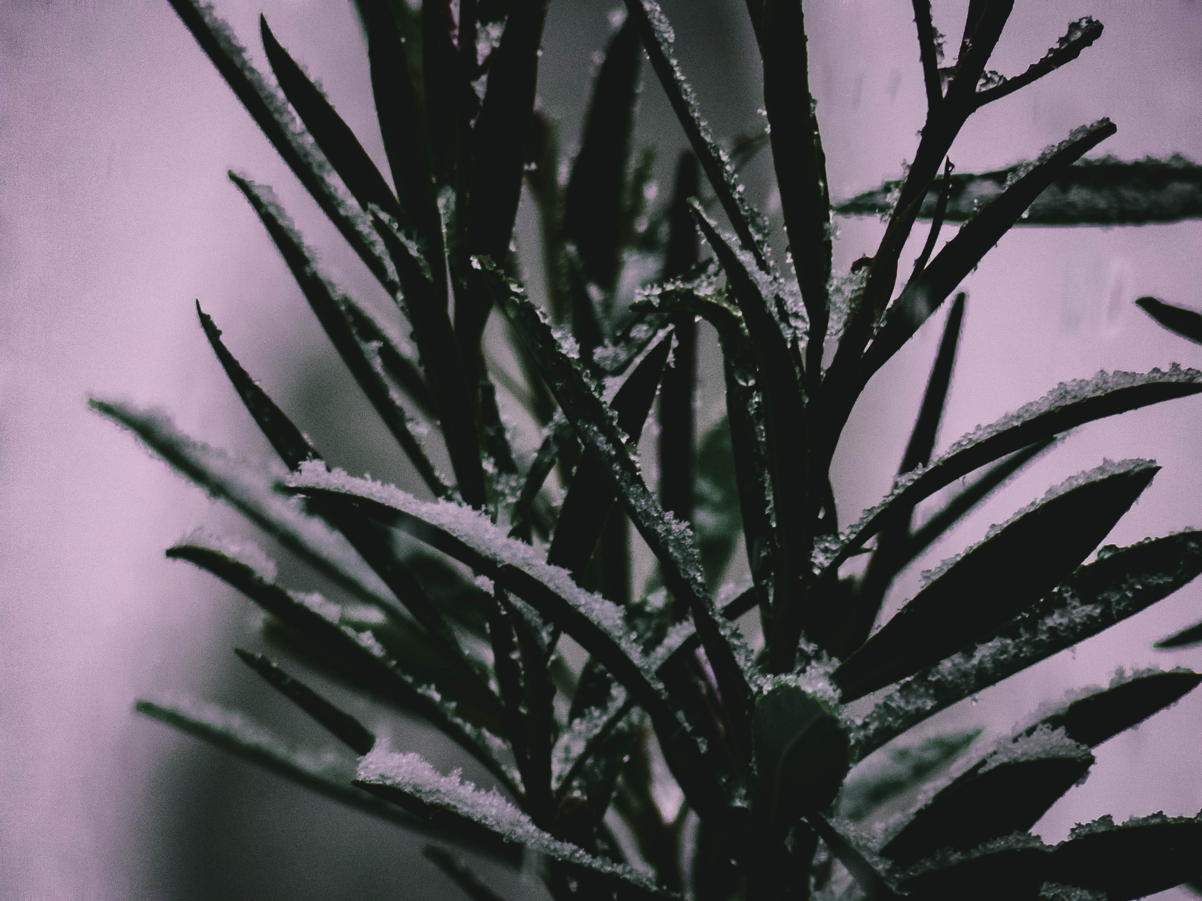 white, day, december, close-up, focus on foreground, growth, aloe vera plant, leaf, why, plant part, dark, 4K, green, early, icy, water, plant, beauty in nature, HD Wallpaper