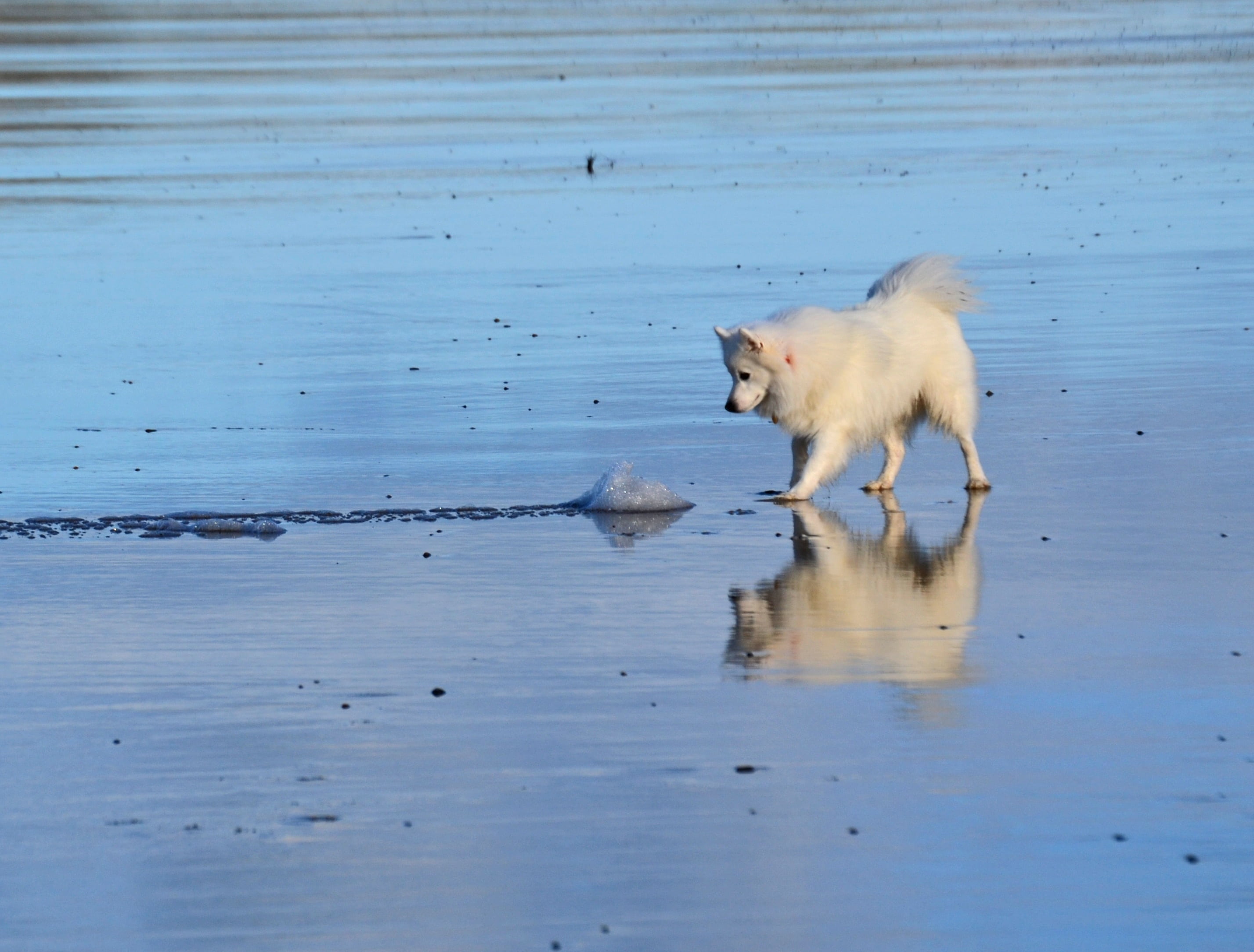 white, small, purebred, animals in the wild, japanese, cute, outdoors, full length, summer, beach, lake, dog, pup, vertebrate, breed, mammal, water, pure, HD Wallpaper