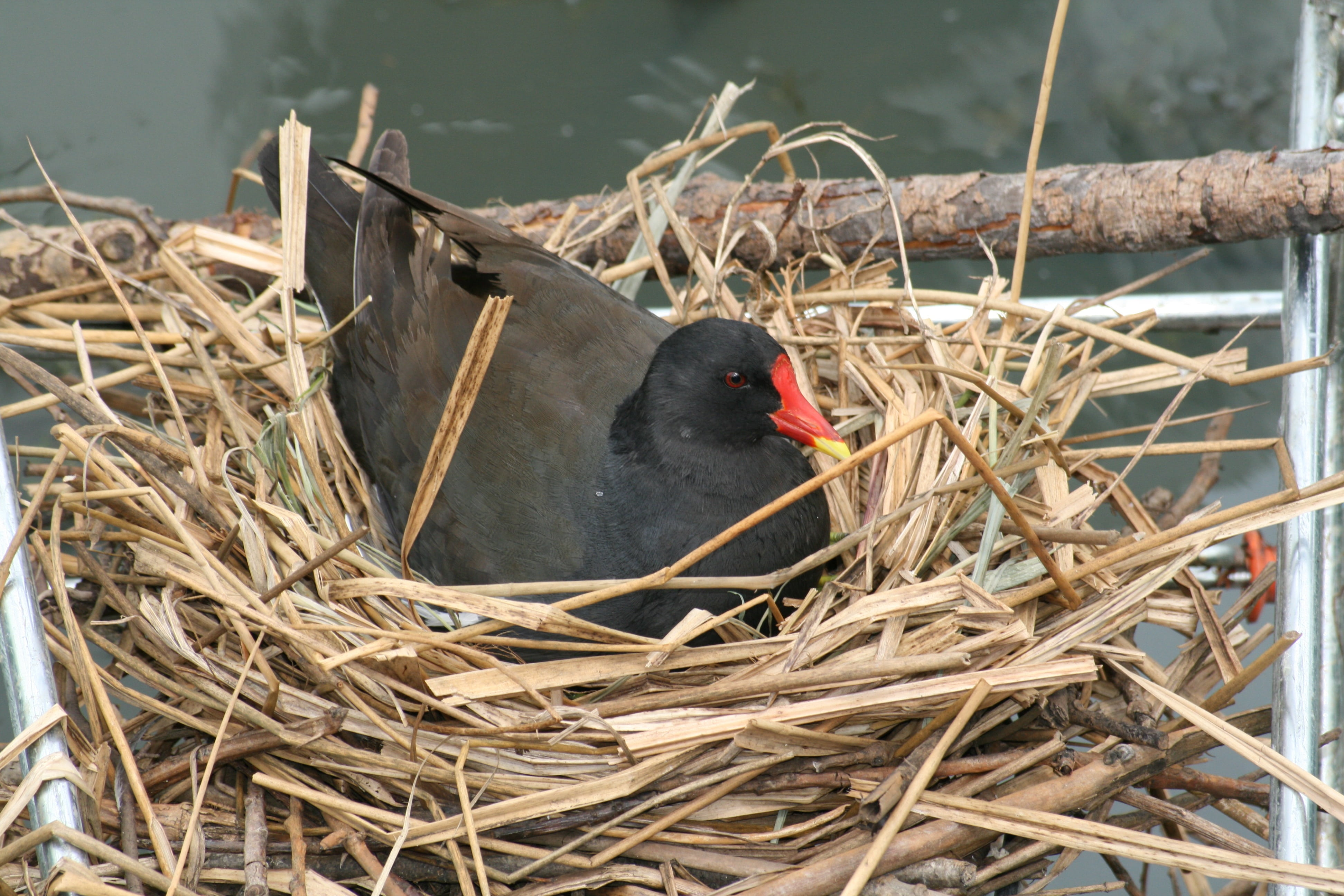 brown, outdoors, coot, river, young animal, bird, feather, animal wildlife, young, nature, waters, hatching, pond, 4K, animal, atmosphere, red, reed, lake, HD Wallpaper