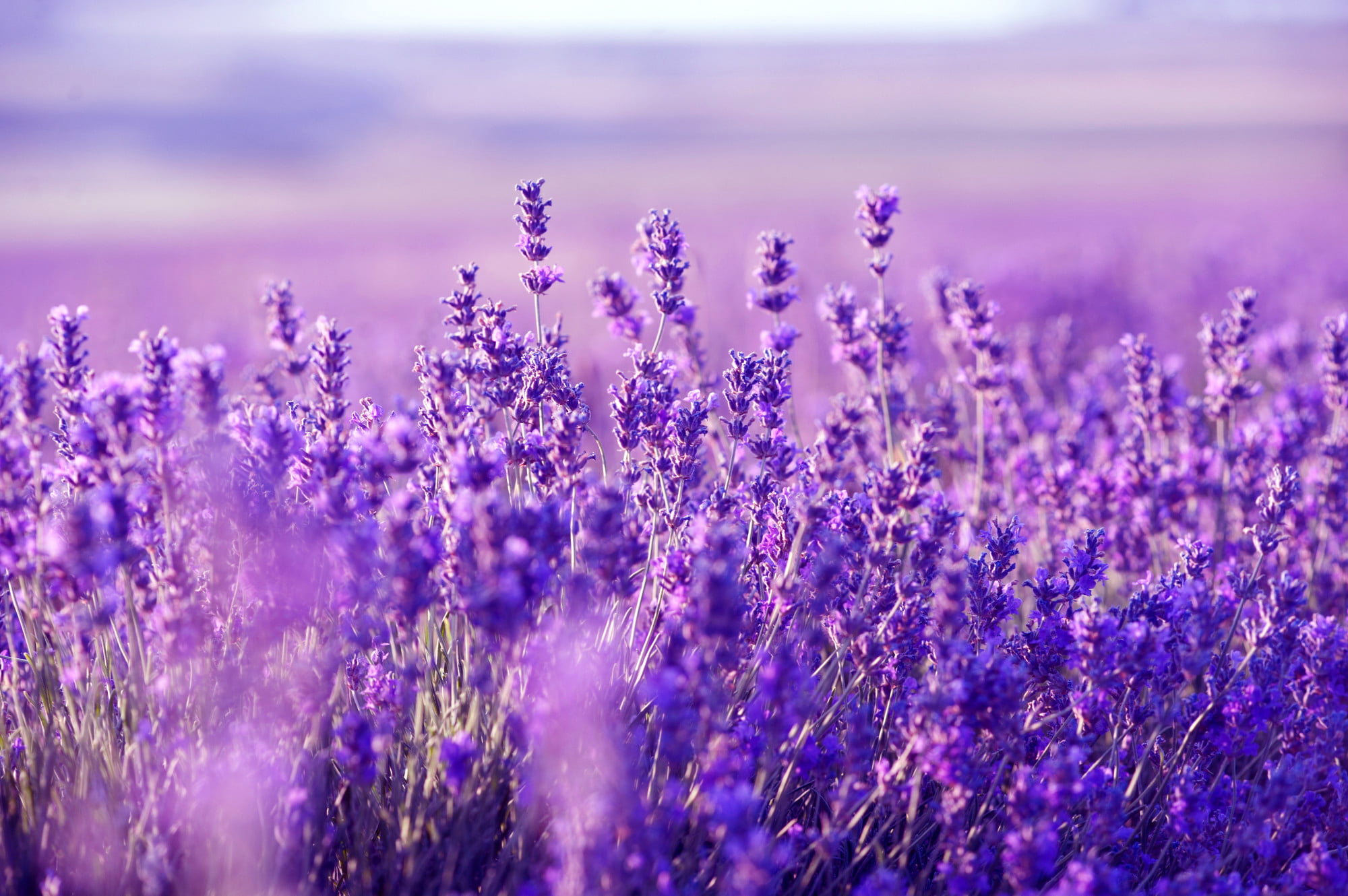 beauty, purple, season, vibrant Color, scenics, land, blossom, blue, herbal Medicine, close-up, perfume, backgrounds, botany, flowers, green Color, provence-Alpes-Cote dAzur, HD Wallpaper