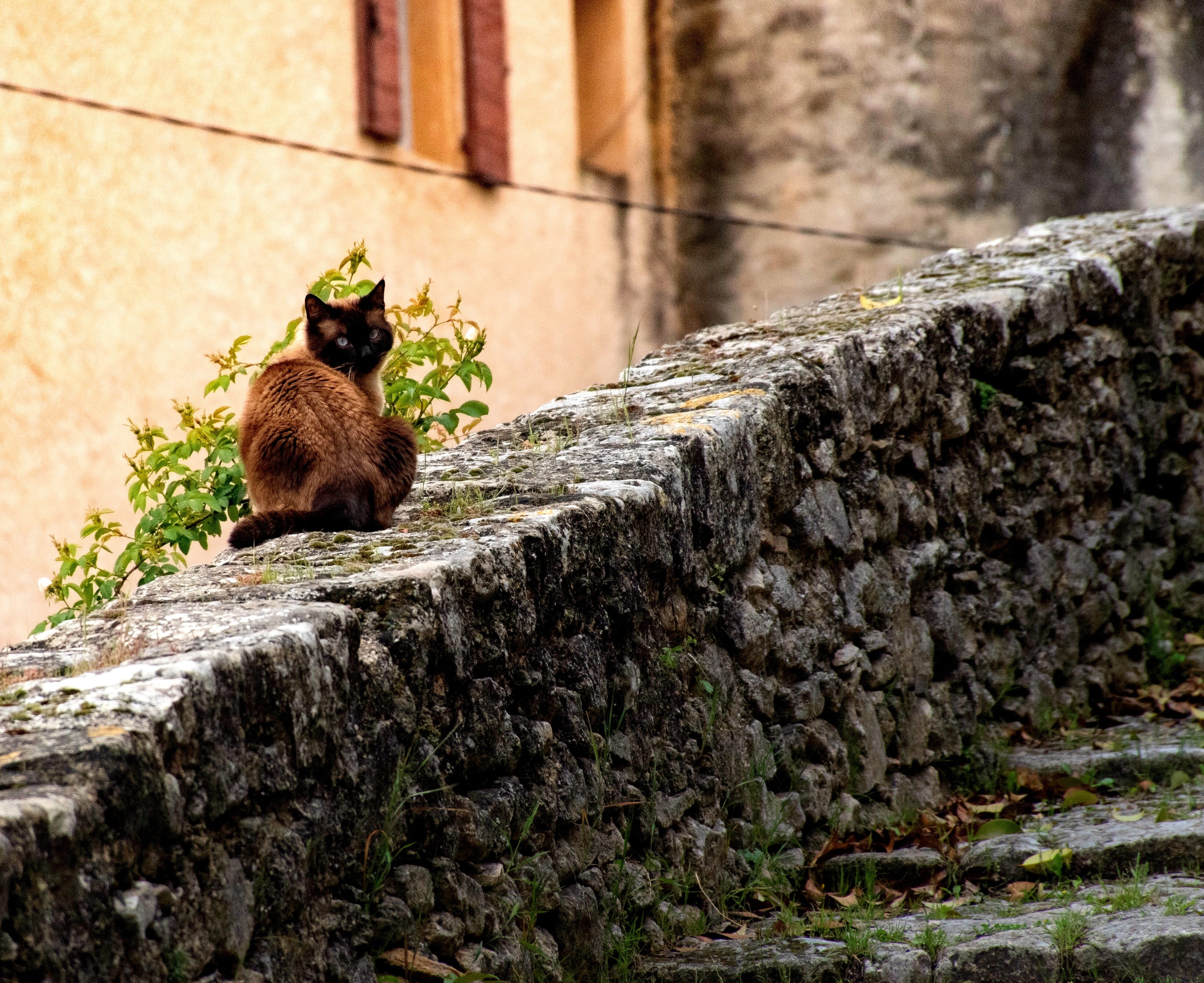 cobbled wall, feline, france, french, animals in the wild, quaint, timeless, one animal, medieval village, animal wildlife, outdoors, rustic, explore, tomcat, HD Wallpaper