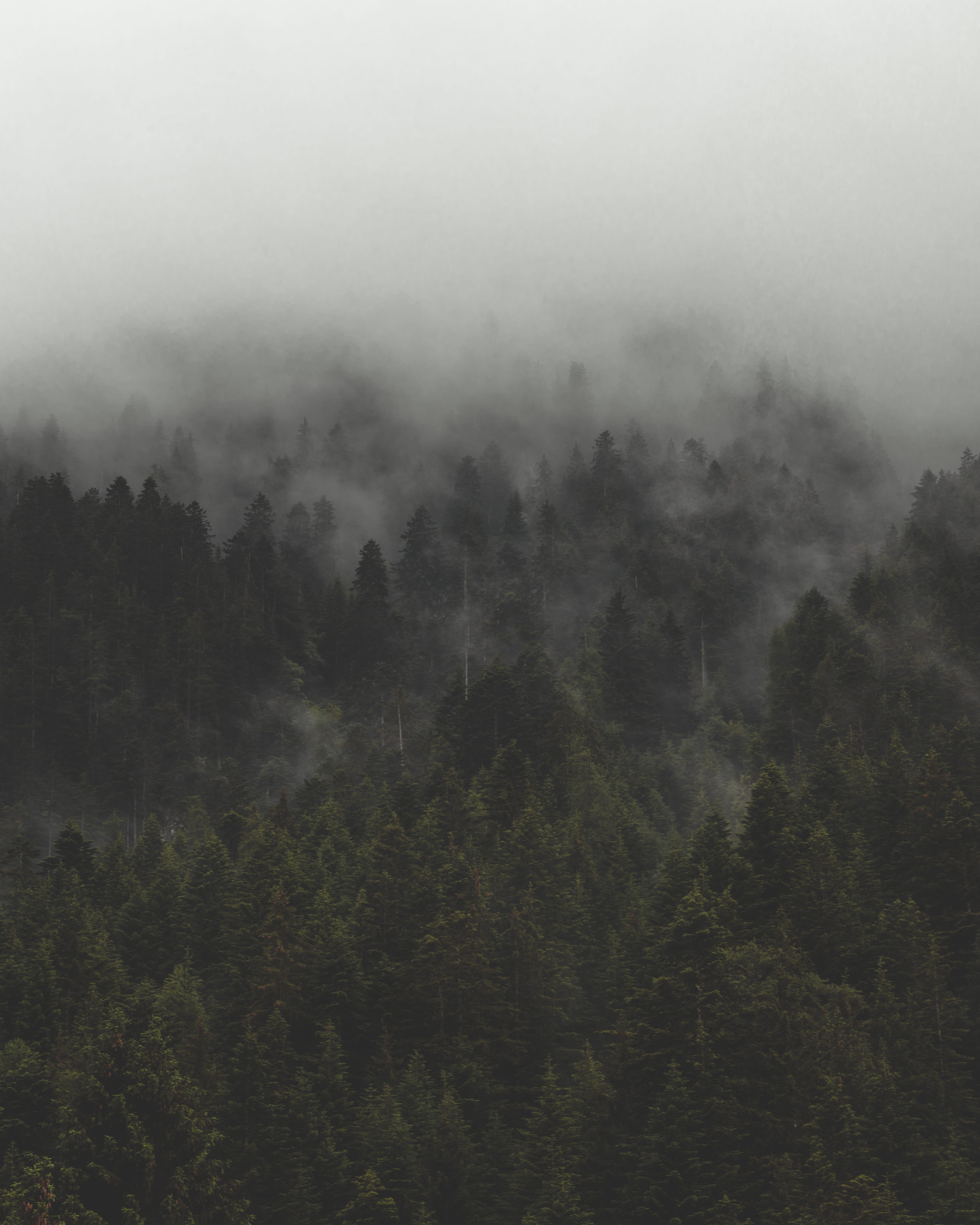 forest, mist, aerial view, morning, dark, daytime, trees, cloud, growth, dew, nature, steam, no people, sky, green, land, tranquil scene, pine tree, plant, Phone HD Wallpaper