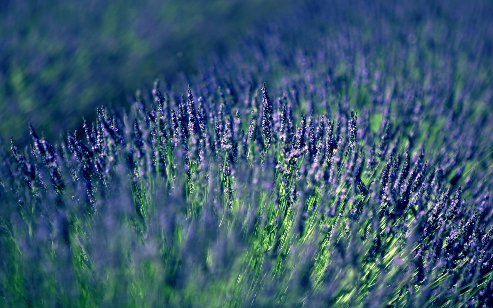rural Scene, 720P, aromatherapy, medicine, herbal Medicine, blur, flower, purple, france, herb, backgrounds, bed, french Lavender, blue, outdoors, perfume, HD Wallpaper
