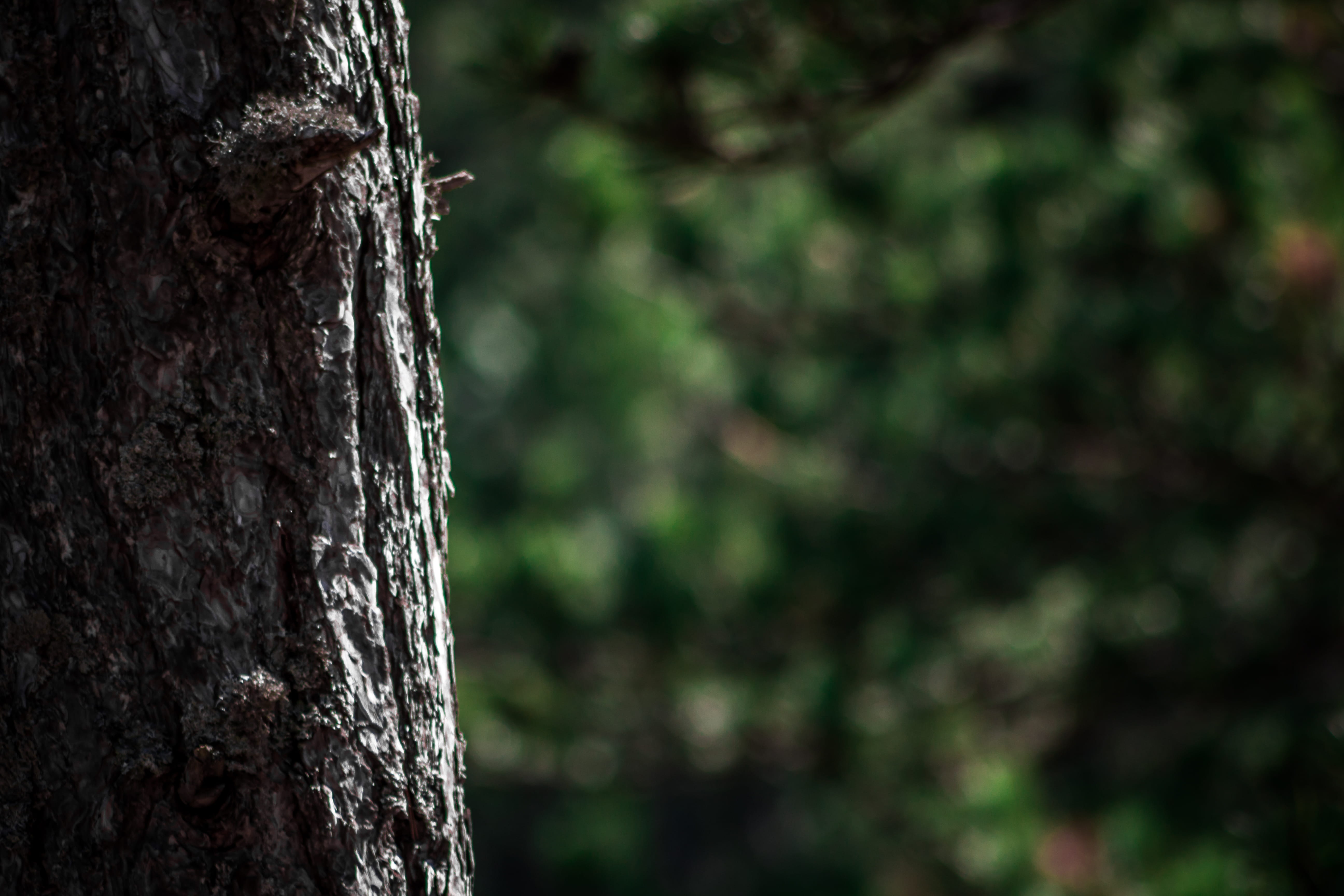 rough, vegetal, photography, tree trunk, plant, bark, tree, pattern, 5K, land, alps, france, mountain, wildlife, plant bark, wild, outdoors, alpes-de-haute-provence, HD Wallpaper
