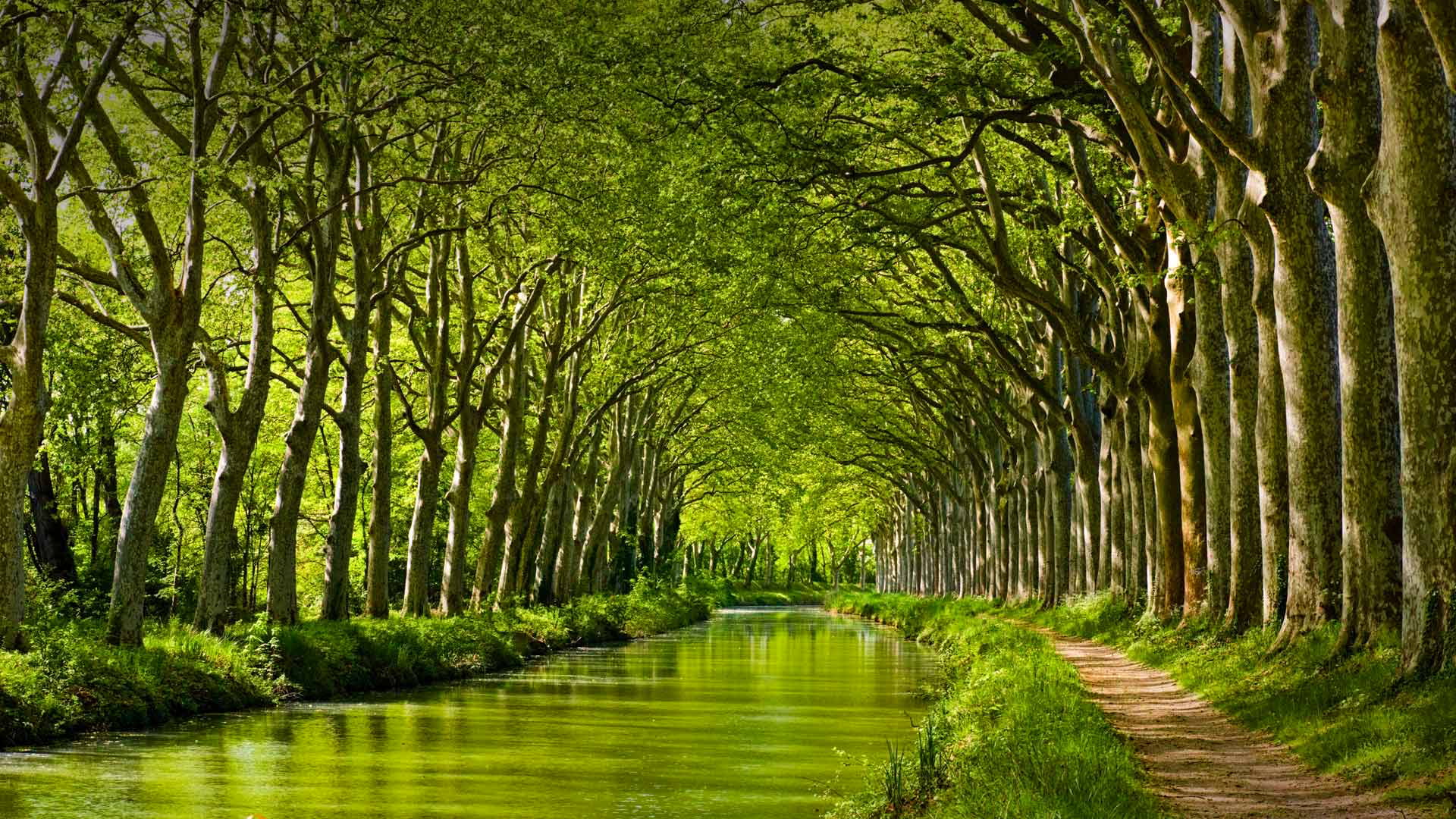 trees, The canal du MIDI. Toulouse, 1080P, France, HD Wallpaper