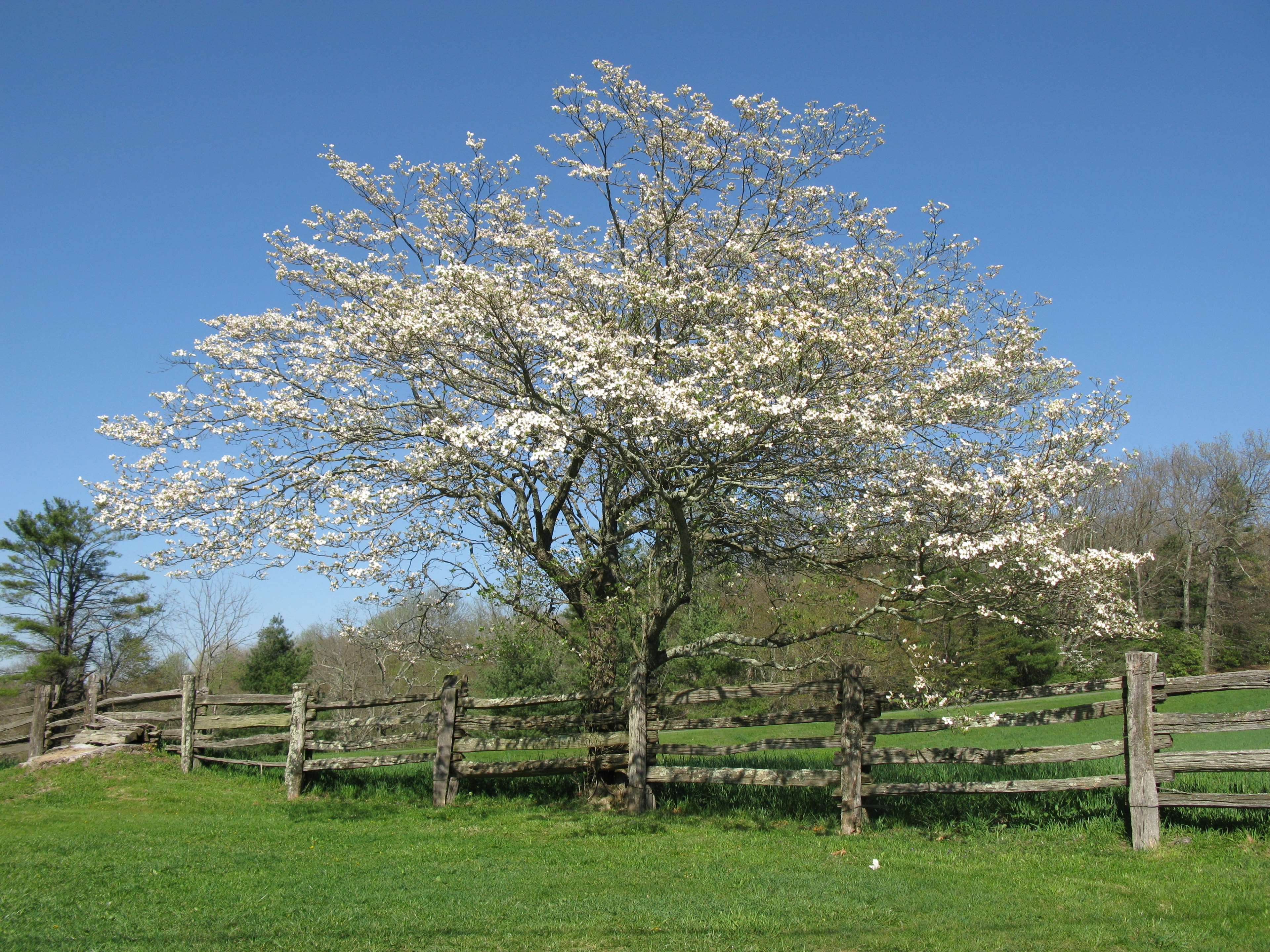 growth, tranquil scene, fence, nature, hills, blossom, blue ridge parkway, land, field, clear sky, cherry blossom, flower, spring, split fence, scenics - nature, HD Wallpaper