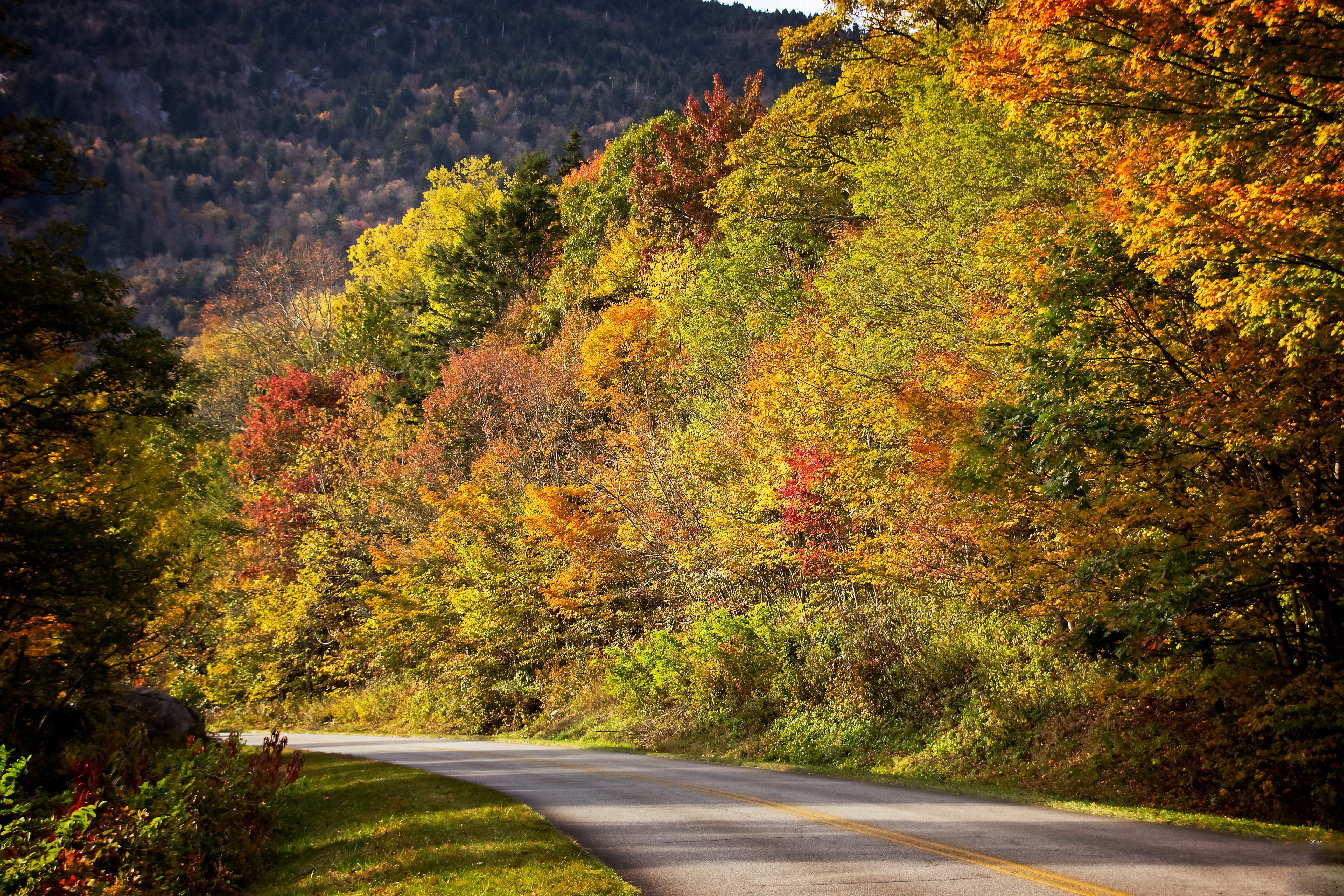 color, road, orange color, 5K, season, sunlight, colorful, autumn, outdoors, the way forward, transportation, direction, red, landscape, plant, nature, HD Wallpaper
