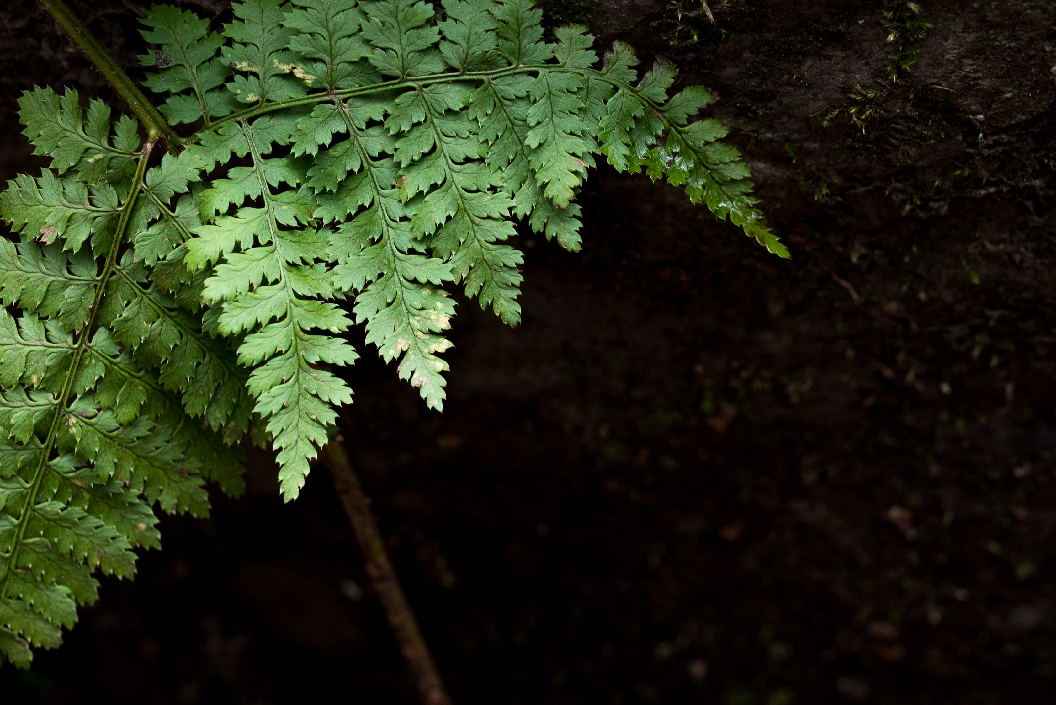 nature, palm tree, flora, leaves, leaf, selective focus, forest, green, 2K, stem, high angle view, closeup, rain, dark, outdoors, growth, green color, HD Wallpaper