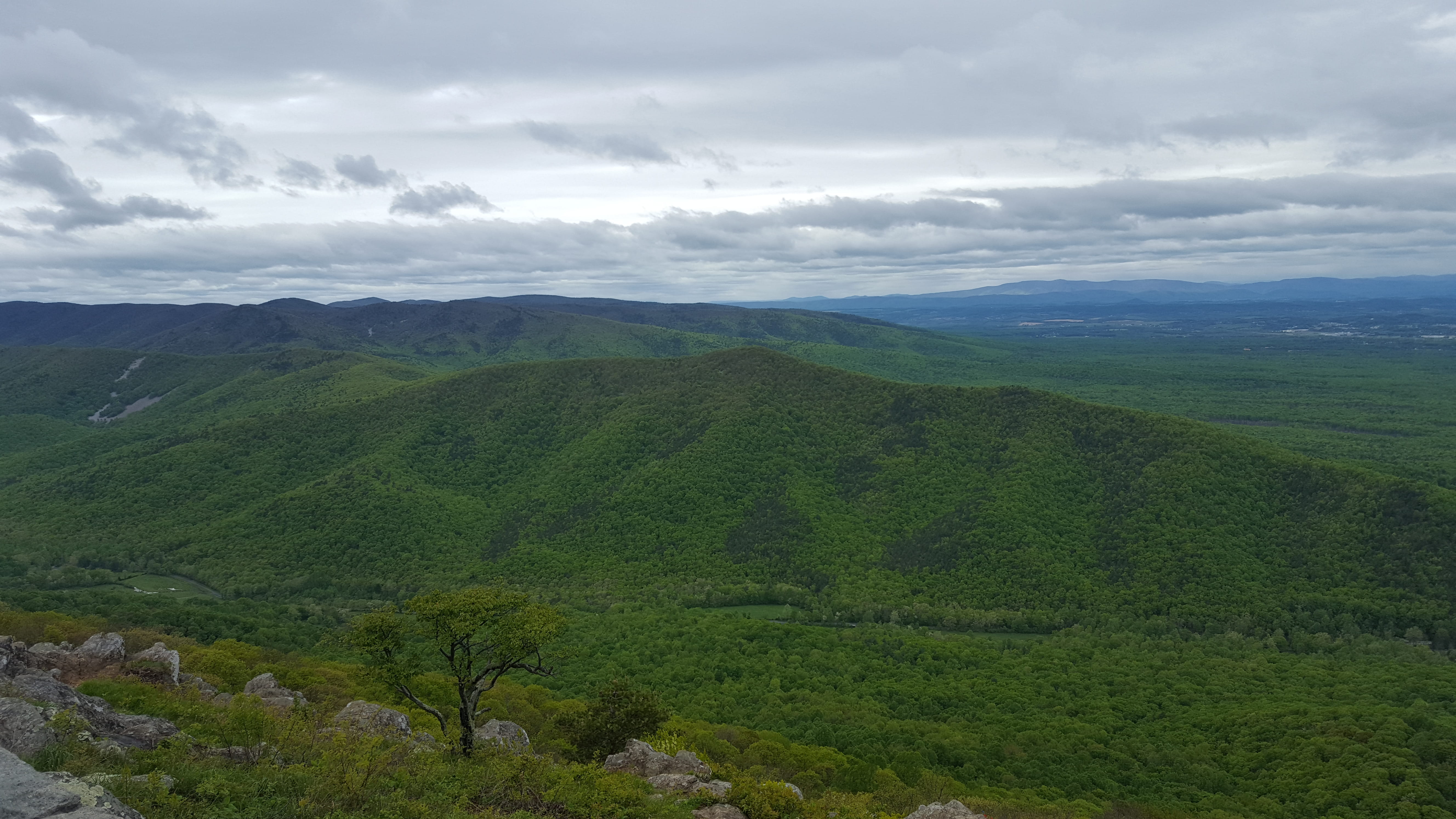 land, 5K, beauty in nature, united states, tranquility, tea crop, growth, landscape, valley, blue ridge parkway - north entrance, plant, green color, sky, HD Wallpaper