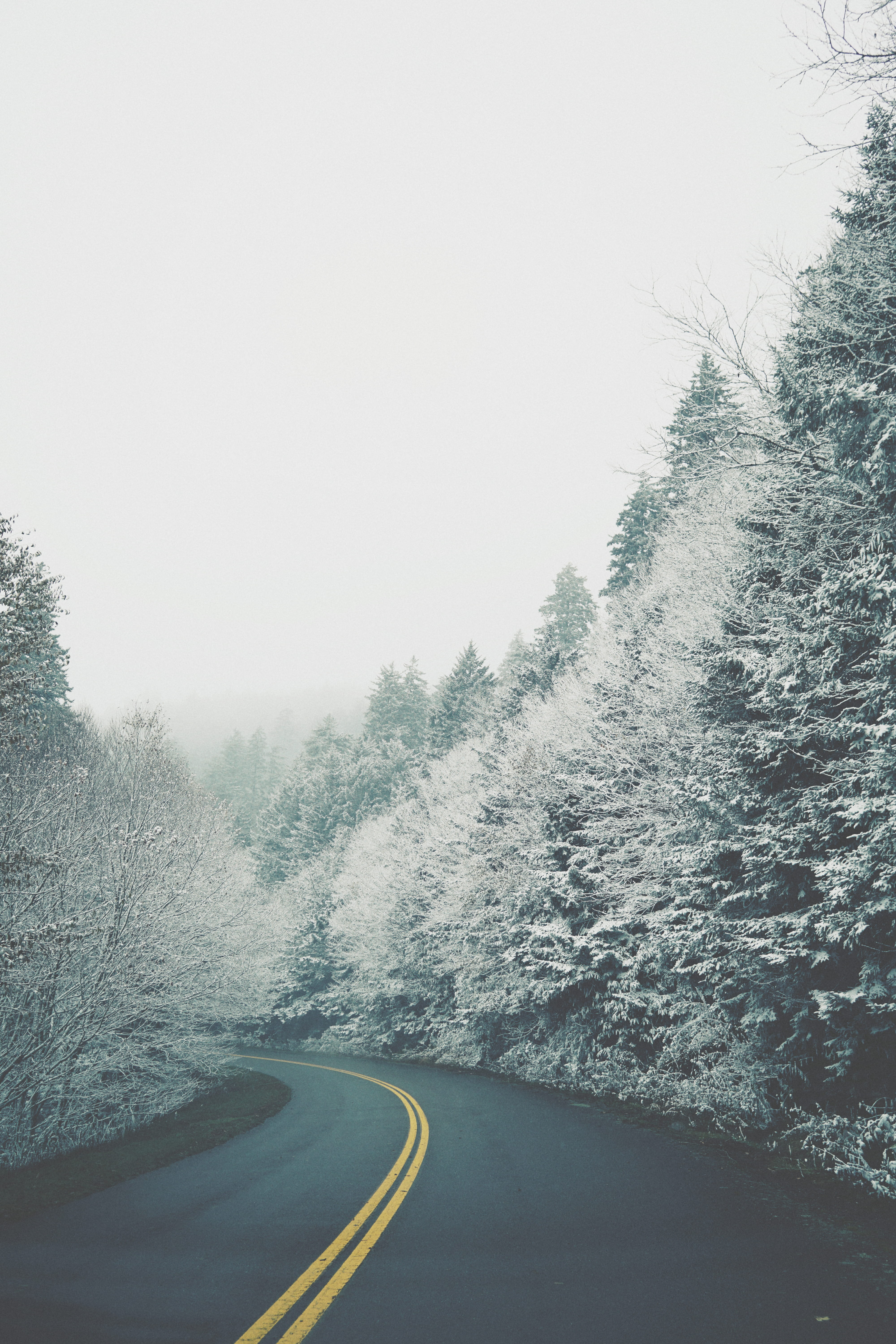 no people, outdoors, asphalt, trees, transportation, nature, abies, double yellow line, conifer, snow, direction, the way forward, dividing line, road, Phone HD Wallpaper