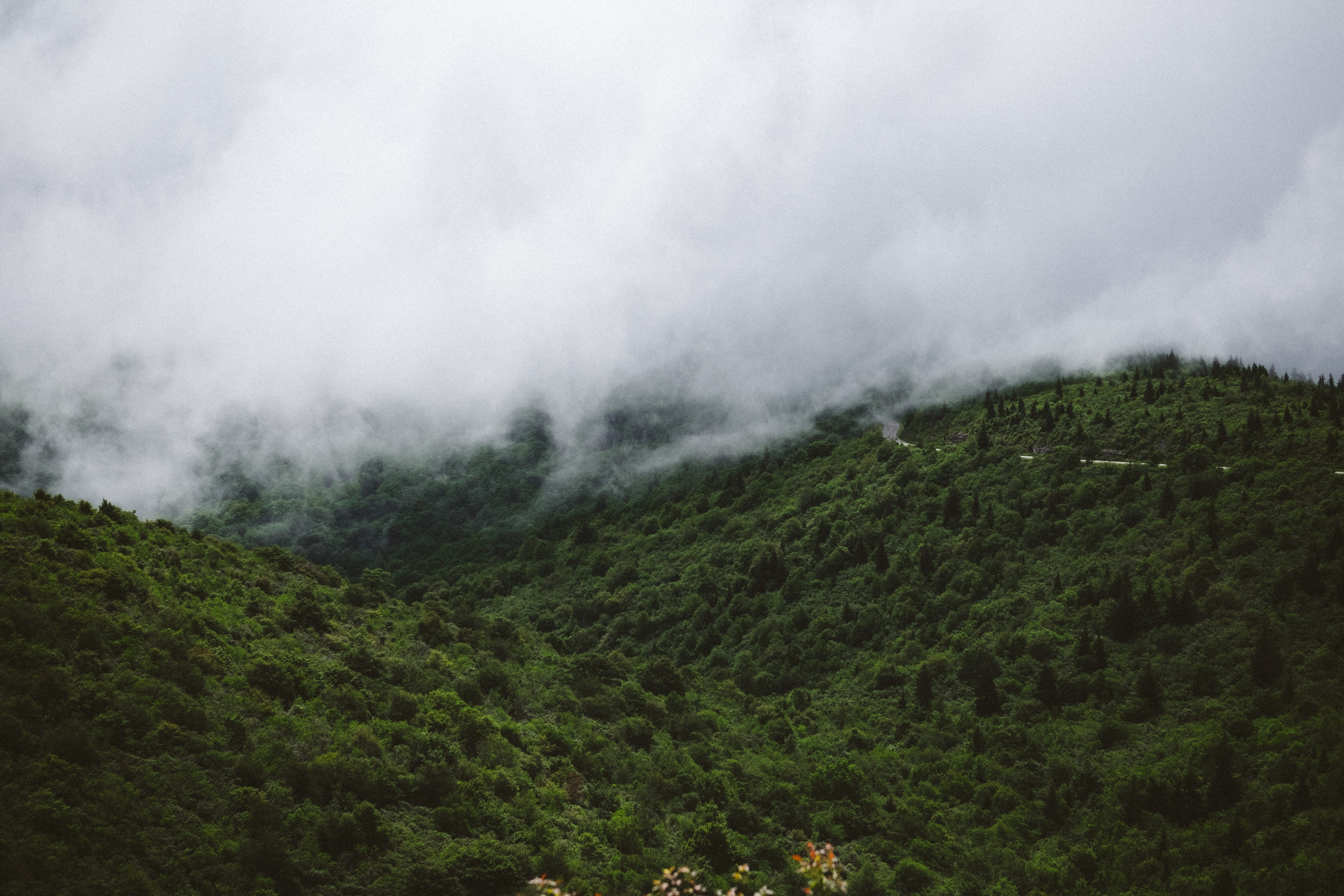 land, day, tranquil scene, hiking, 4K, trees, foliage, no people, lush foliage, plant, tree, cloud - sky, blue ridge parkway, united states, environment, HD Wallpaper