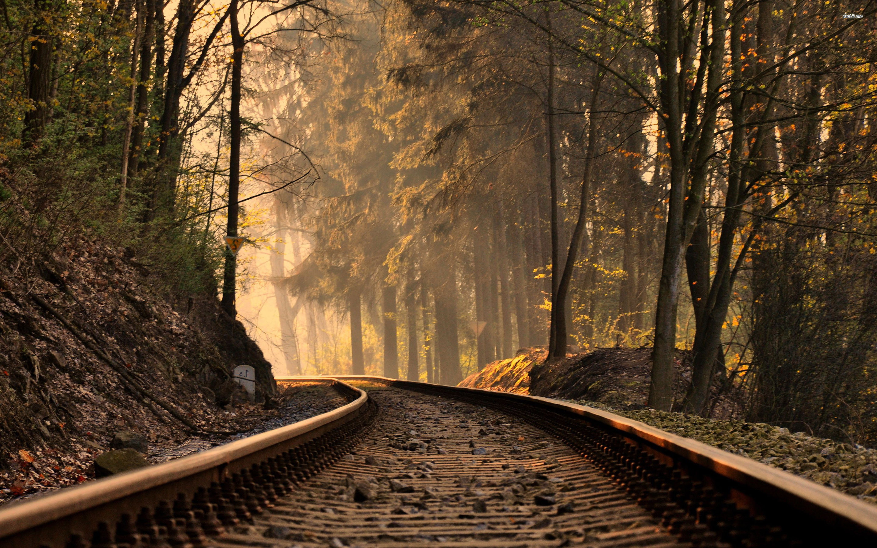 fir, smokey mountain cabins, photography, tree, smoky mountain railroad, railroad, smokey mountain, 2880x1800, Forest, great smoky mountain railroad, Mountain, HD Wallpaper