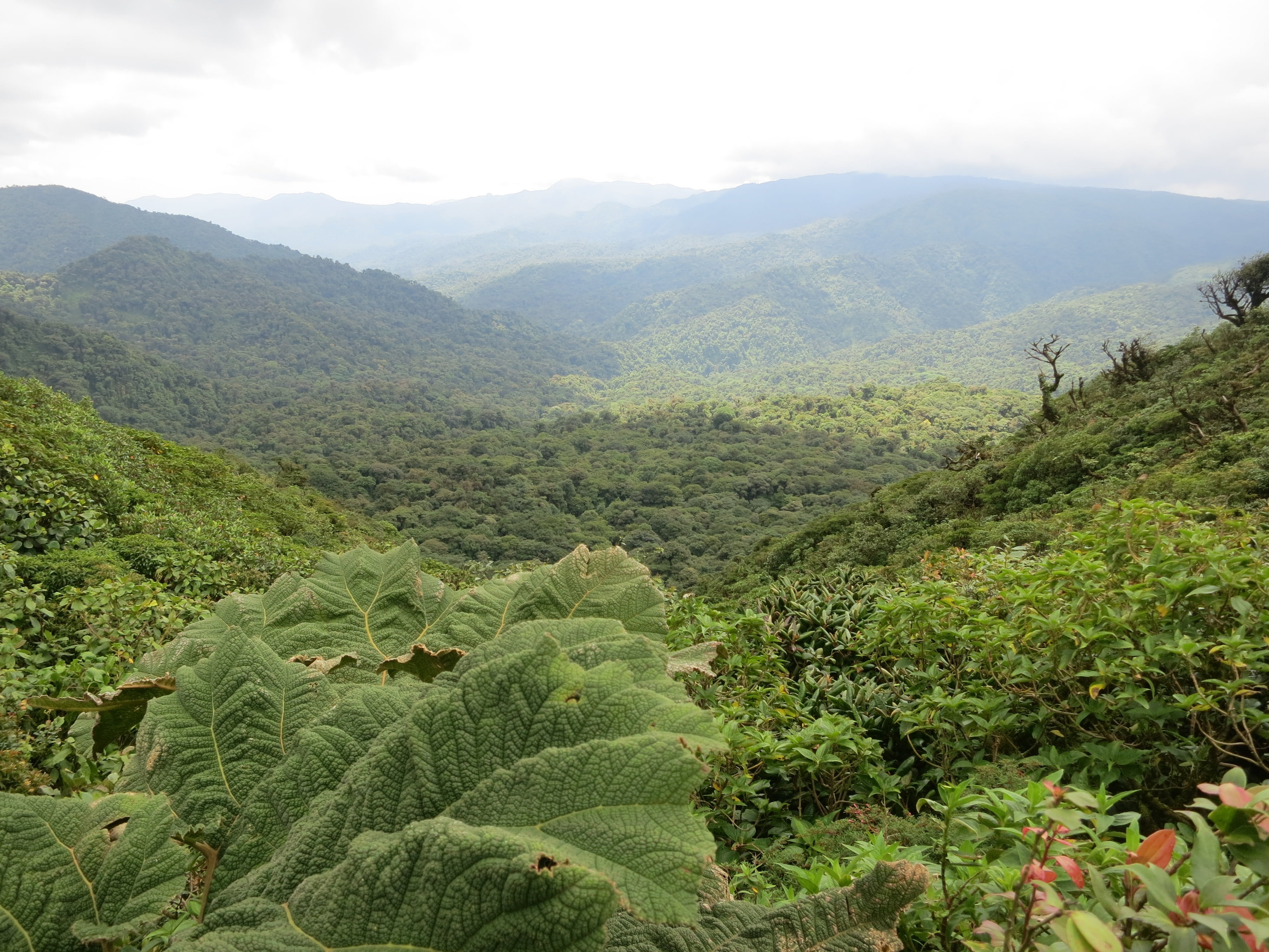 sky, smoky, environment, costa rica, mountain range, day, mountain, scenics - nature, beauty in nature, outdoors, tranquil scene, jungle, idyllic, land, HD Wallpaper