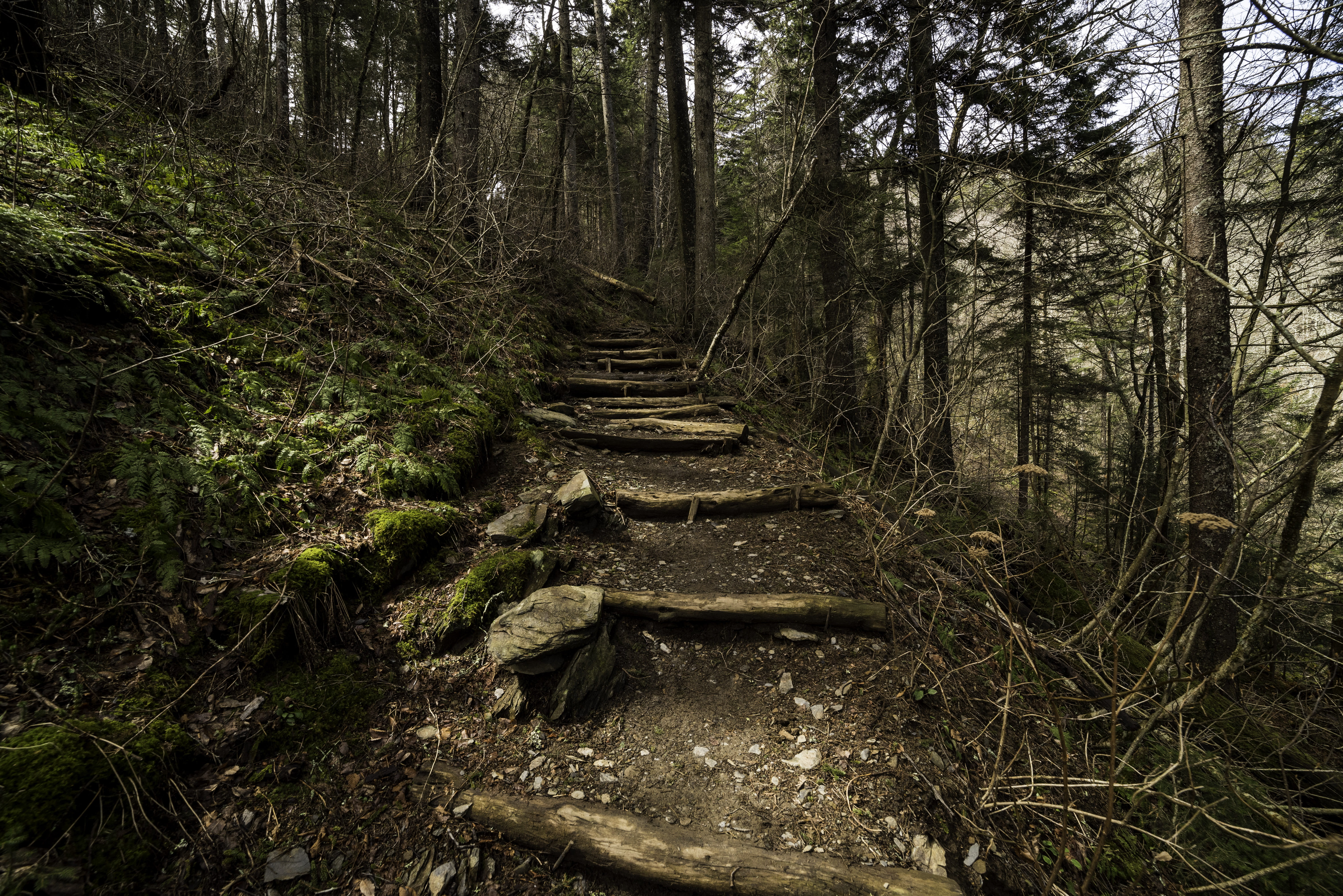 outdoors, park, Clingmans Dome, forest, trees, Tennessee, day, leaves, United States, great, public domain, direction, footpath, Great Smoky Mountains National Park, HD Wallpaper