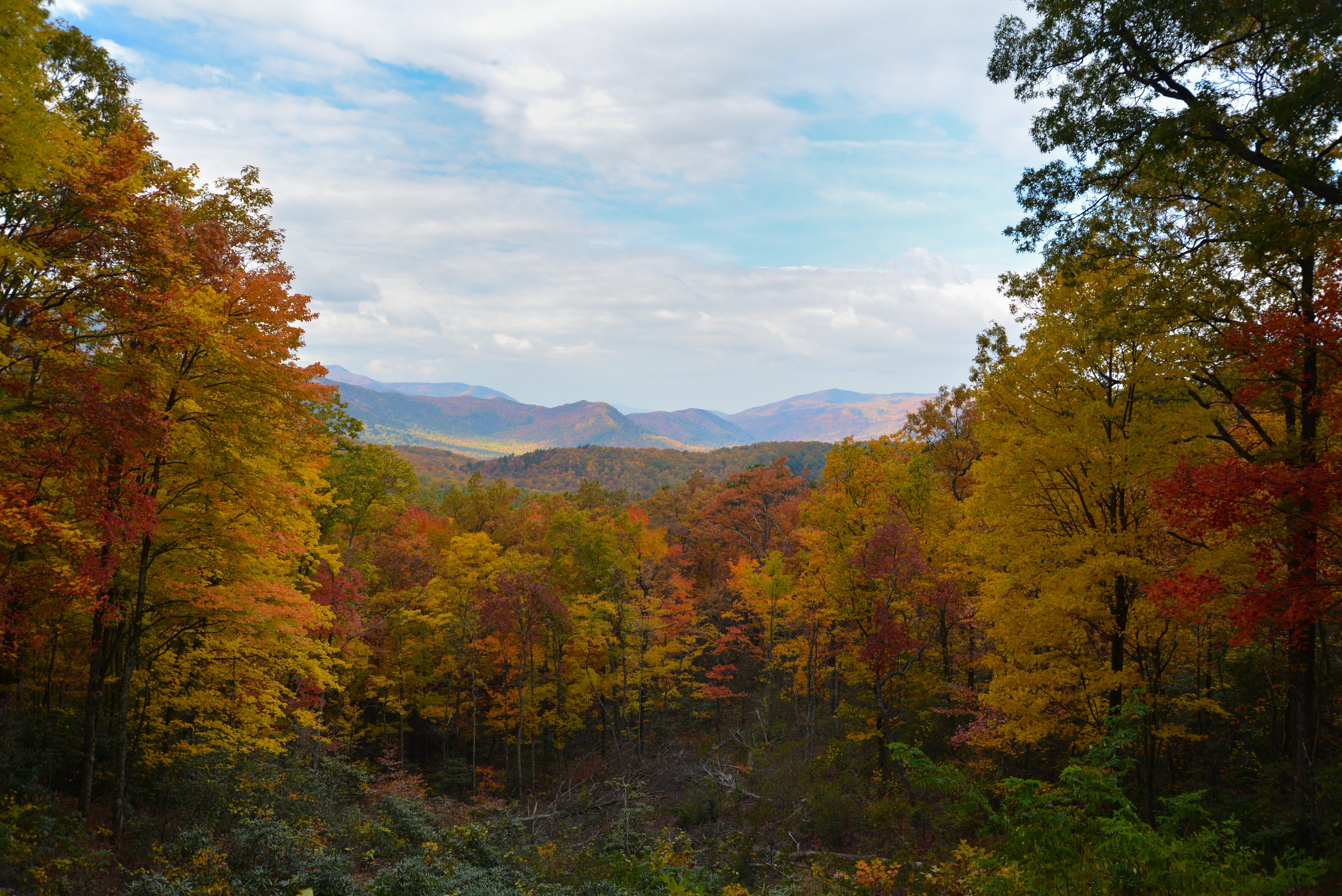 no people, park, cloud - sky, Smoky Mountain National Park, Fall, non-urban scene, scenics - nature, orange color, growth, tennessee, environment, autumn collection, HD Wallpaper