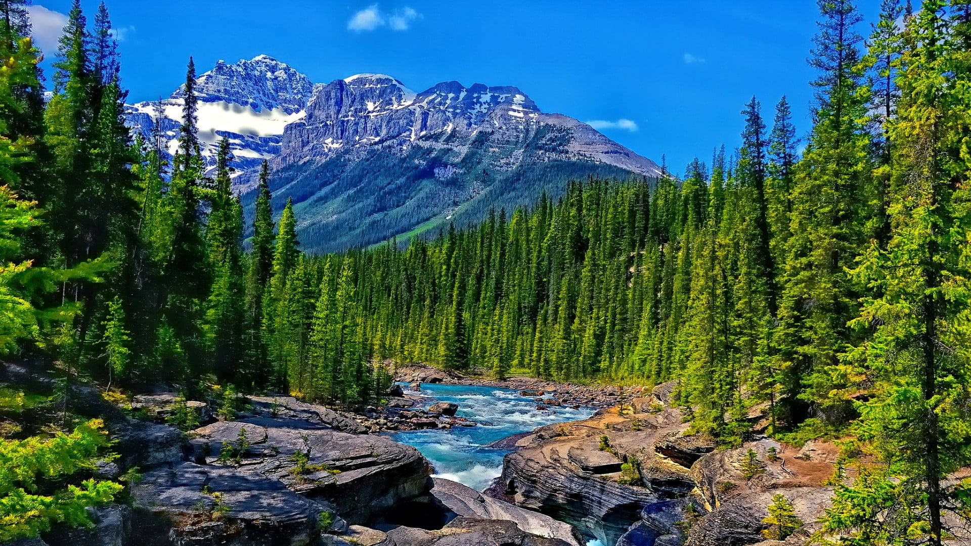 mistaya river, beauty in nature, banff national park, pine woodland, canada, wilderness, mistaya canyon, outdoors, plant, icefields parkway, alberta, coniferous tree, HD Wallpaper