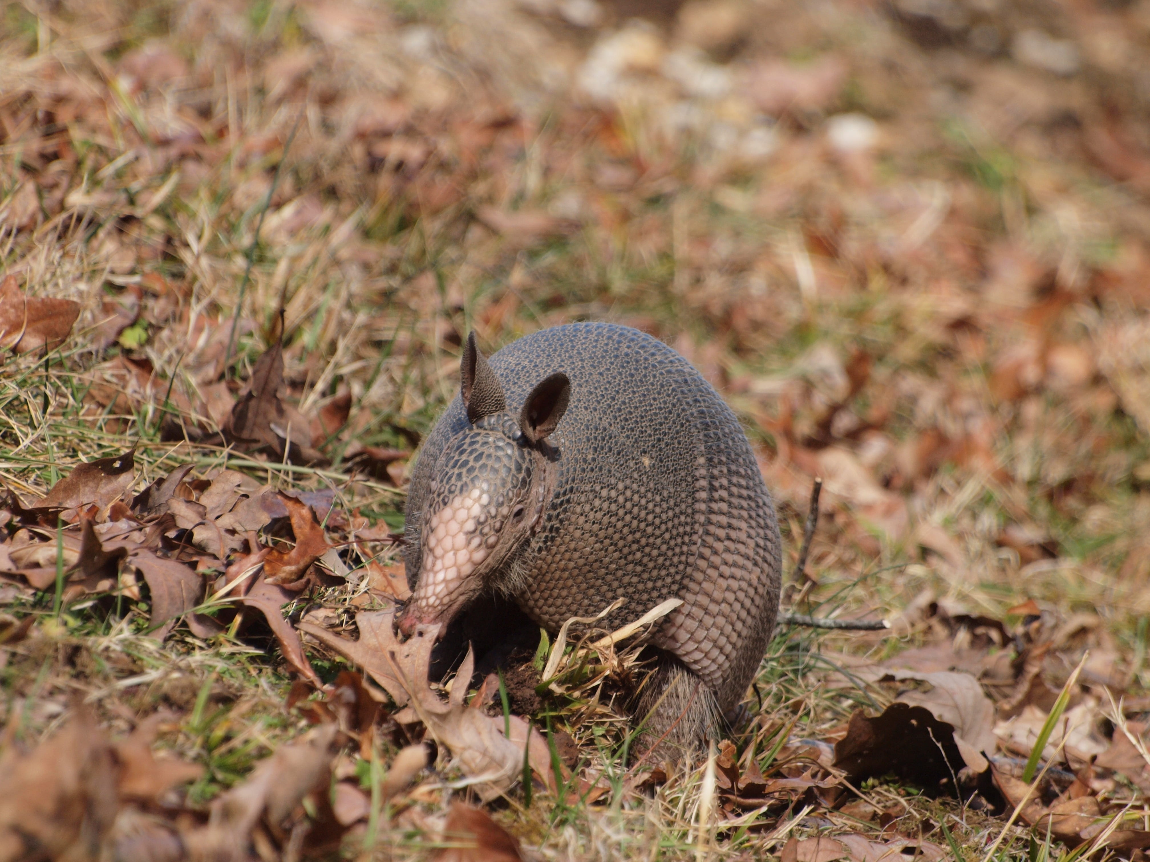 no people, 4K, focus on foreground, selective focus, Nine, nature, grass, brown, full length, Trace, Natchez, trace, animal wildlife, natchez, animals in the wild, HD Wallpaper