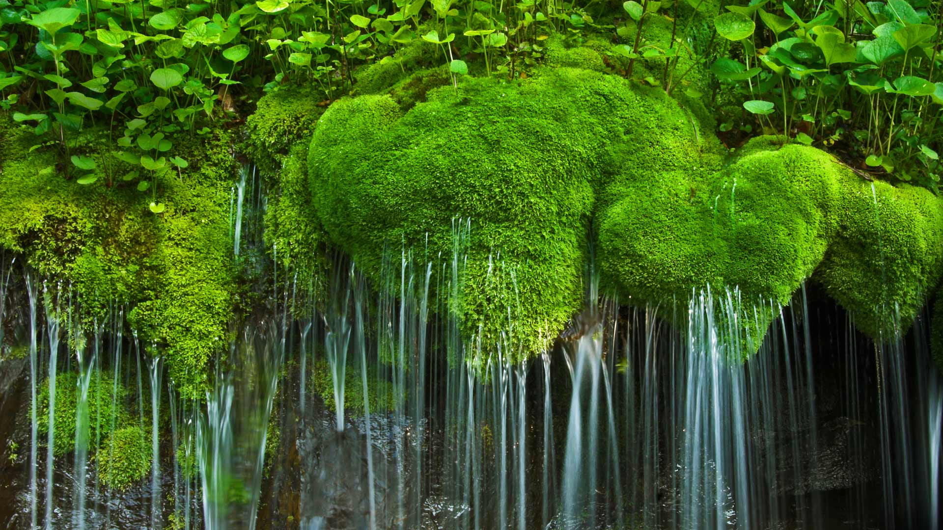 1080P, Virginia, Shenandoah, moss, waterfall, USA, national Park, HD Wallpaper