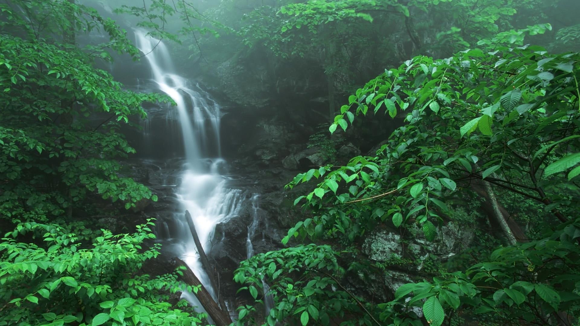 shenoah, national, 1080P, 3d and abstract, waterfalls, doyles, virginia, park, river, trees, falls, woods, HD Wallpaper