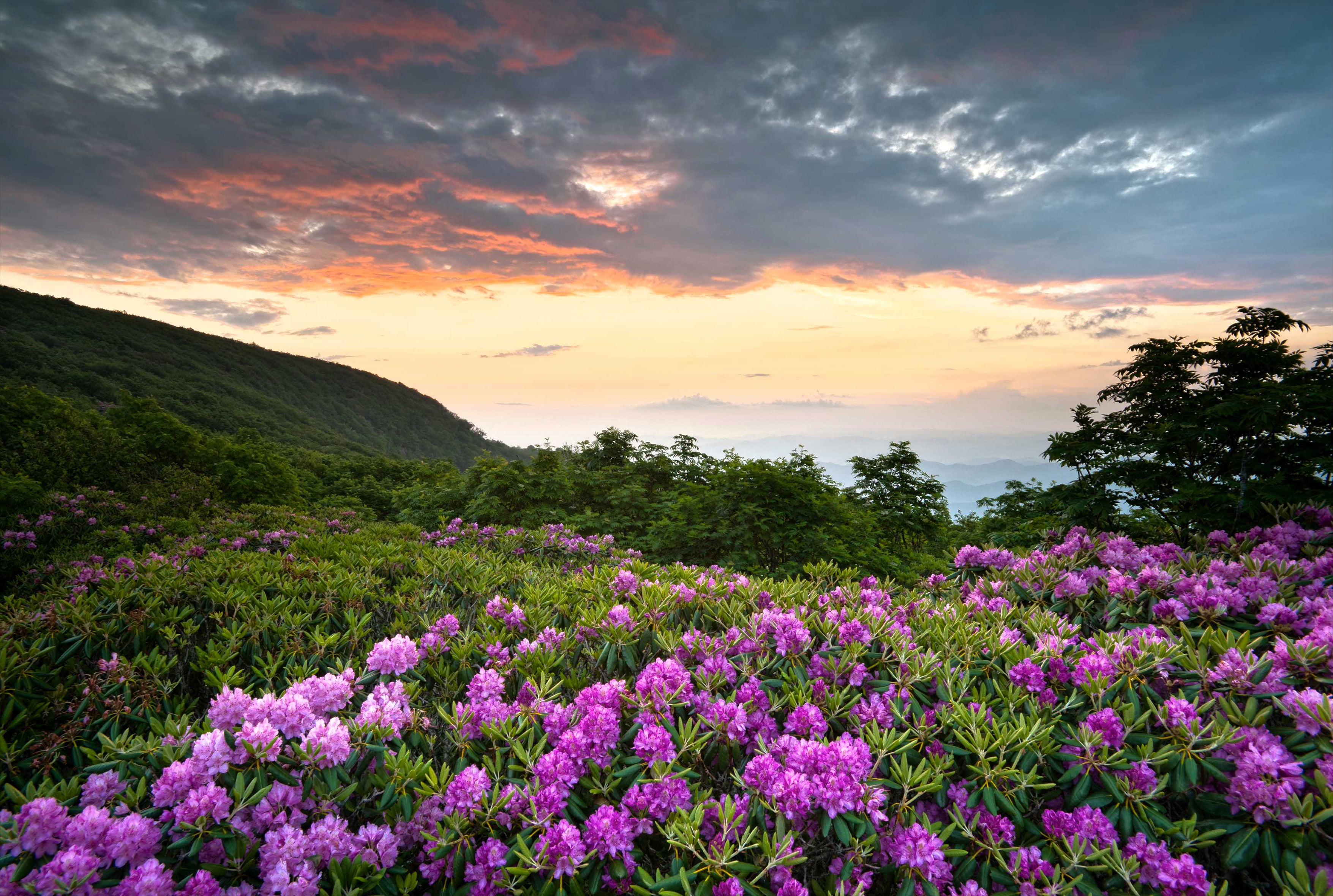 land, beauty in nature, sky, nature, USA, rhododendron, Shenandoah National Park, growth, scenics - nature, flowerbed, no people, clouds, pink color, outdoors, HD Wallpaper