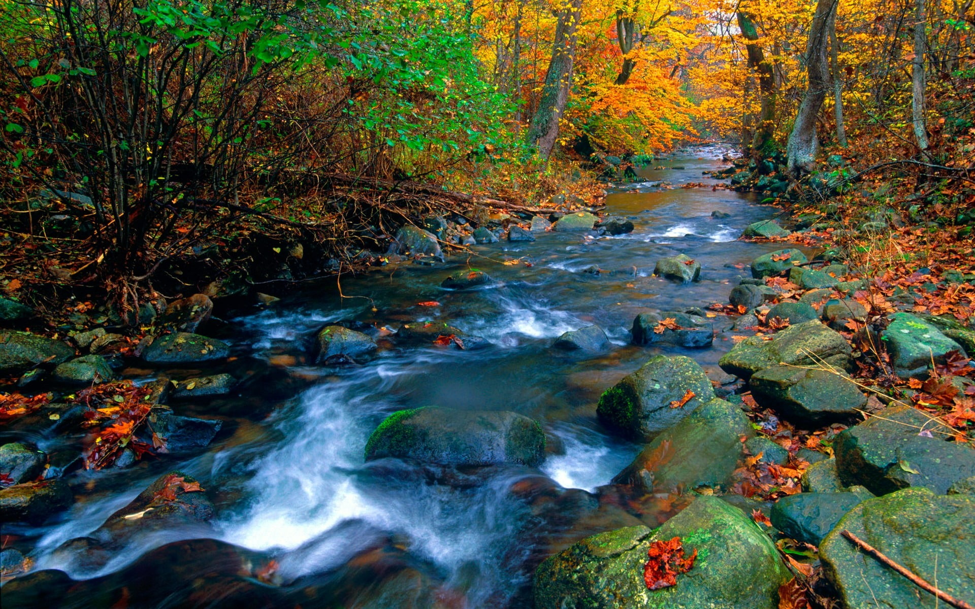 forest, scenery, autumn, autumn collection, water, scenics - nature, land, beauty in nature, rock, flowing water, growth, park, 1080P, nature, HD Wallpaper